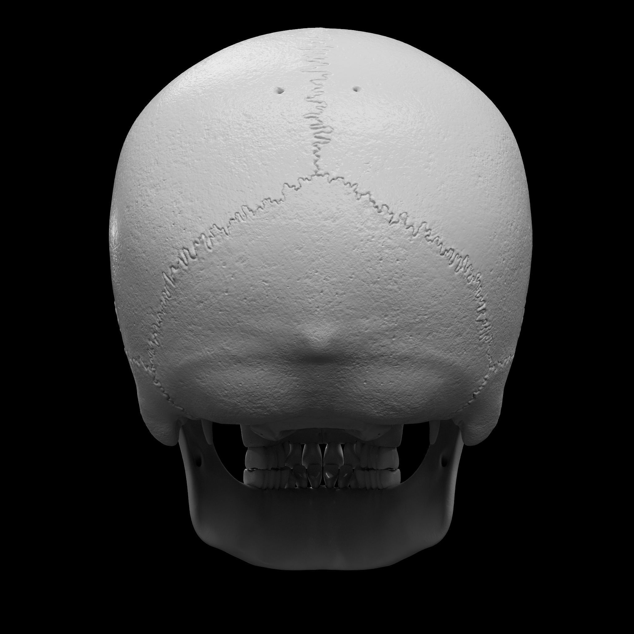 Cranium - Skull - C-Spine  3D print model_9