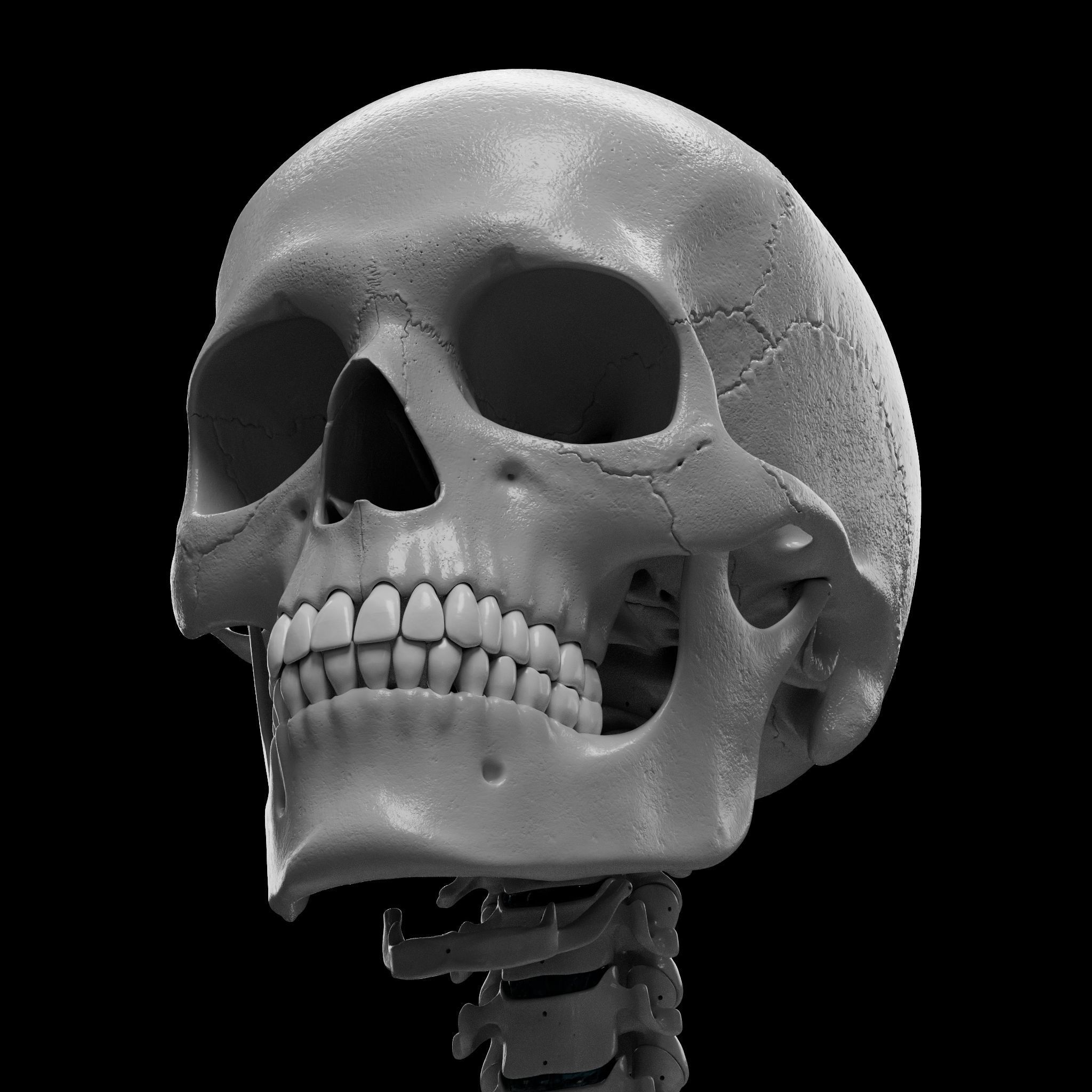 Cranium - Skull - C-Spine  3D print model_2
