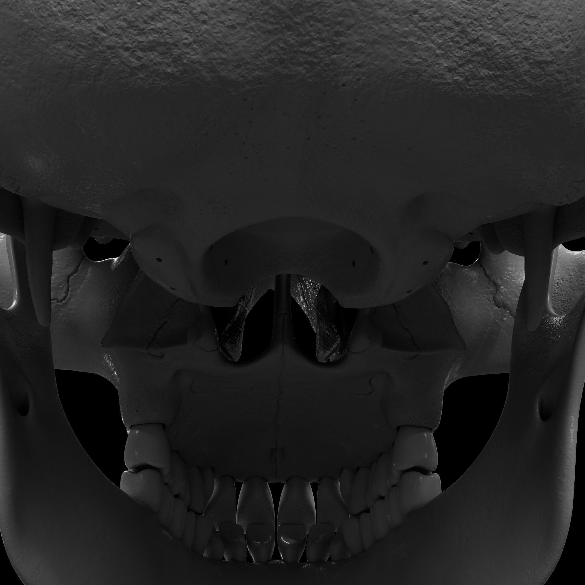 Cranium - Skull - C-Spine  3D print model_15