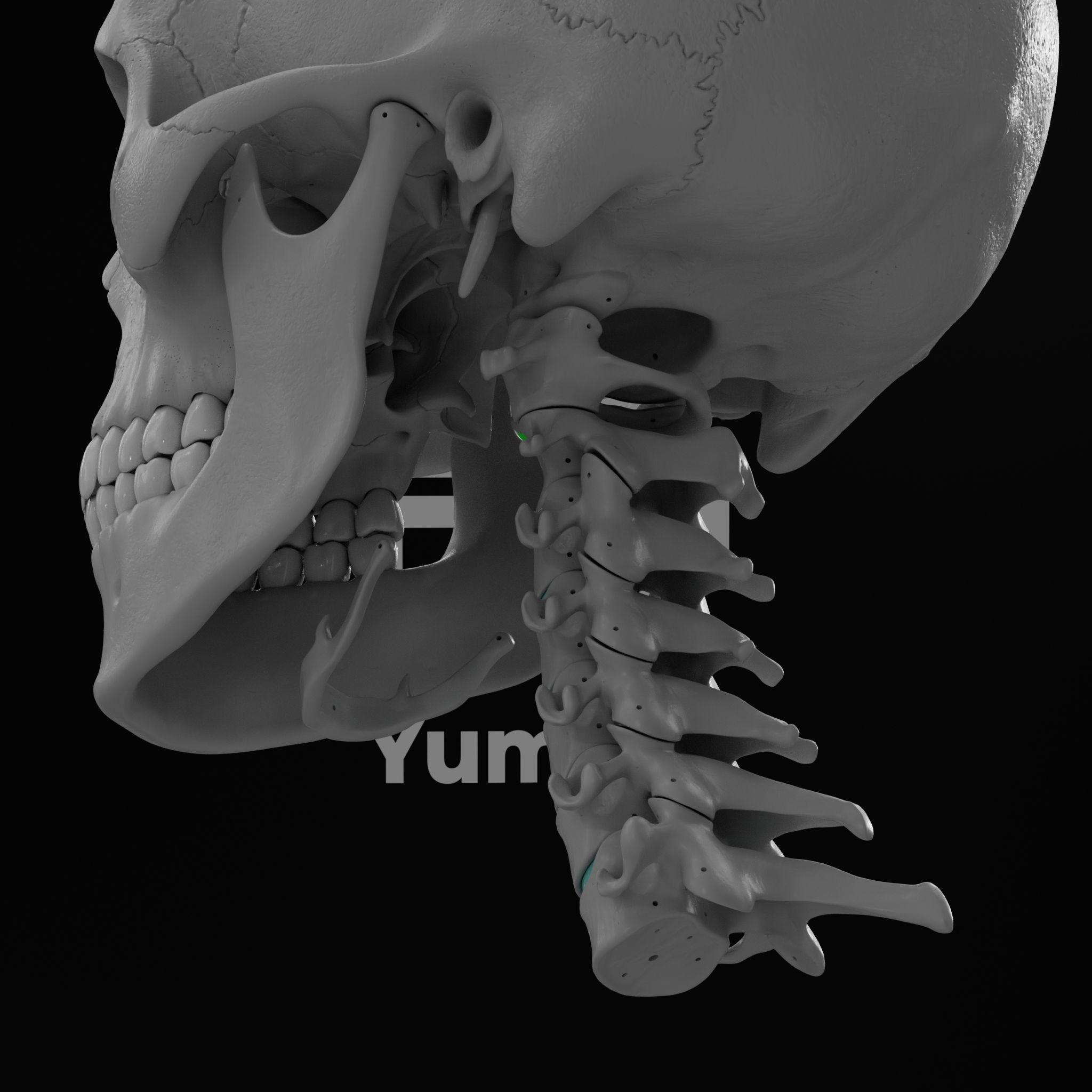 Cranium - Skull - C-Spine  3D print model_27