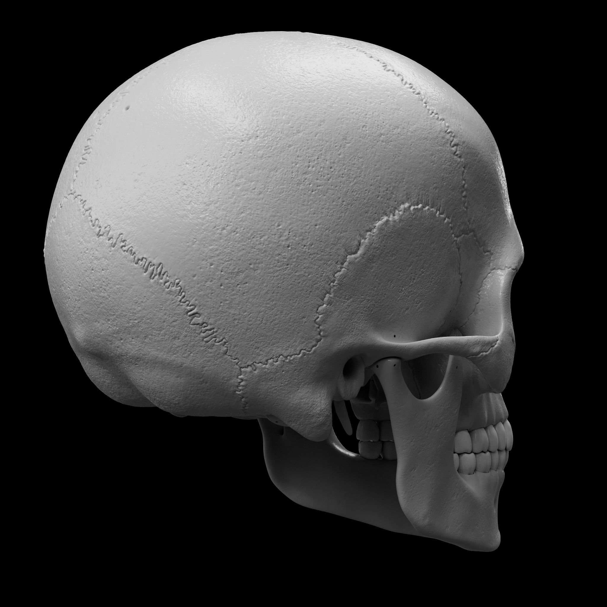 Cranium - Skull - C-Spine  3D print model_7