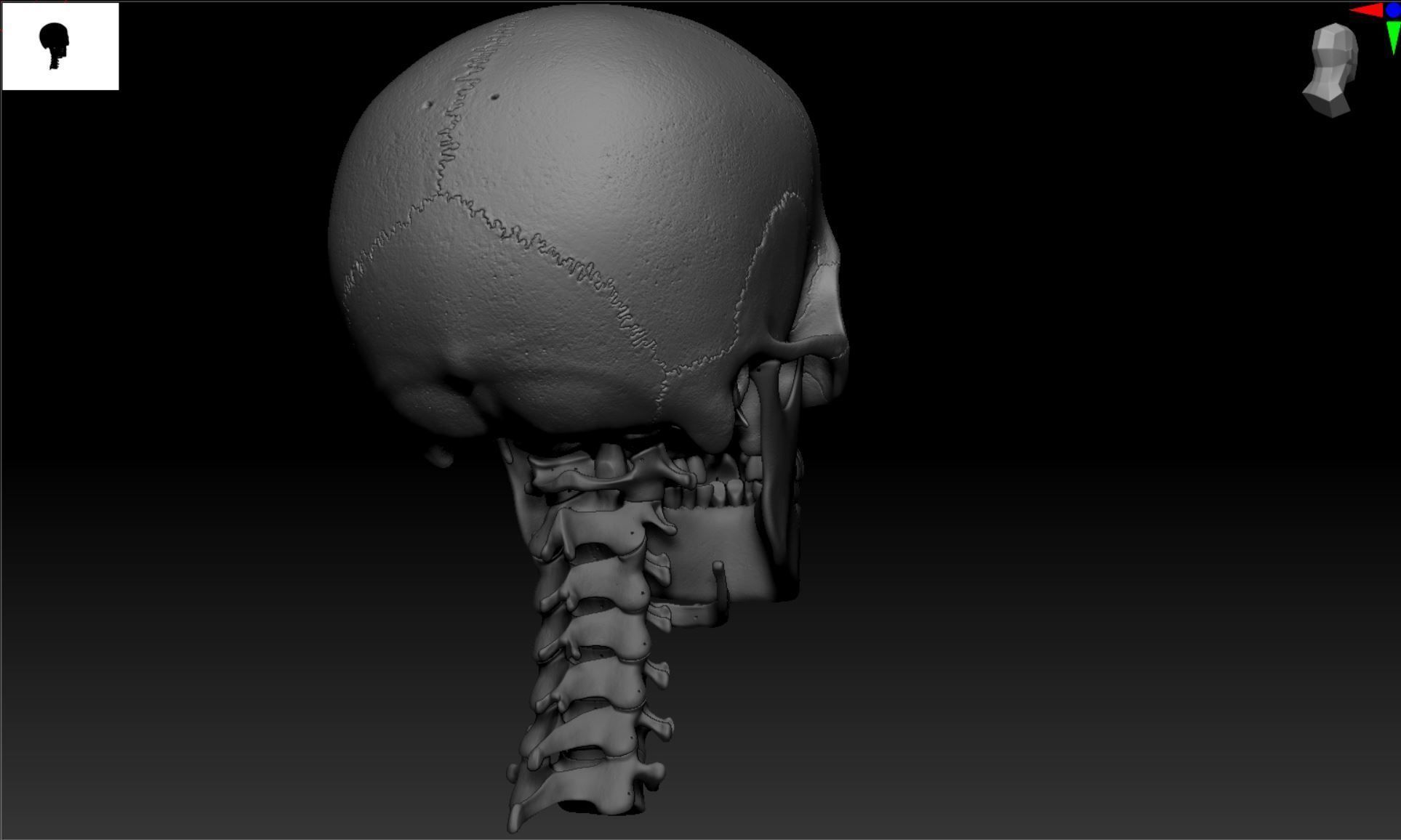 Cranium - Skull - C-Spine  3D print model_31