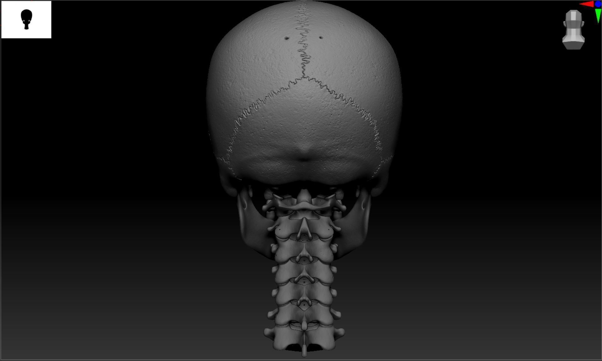 Cranium - Skull - C-Spine  3D print model_32