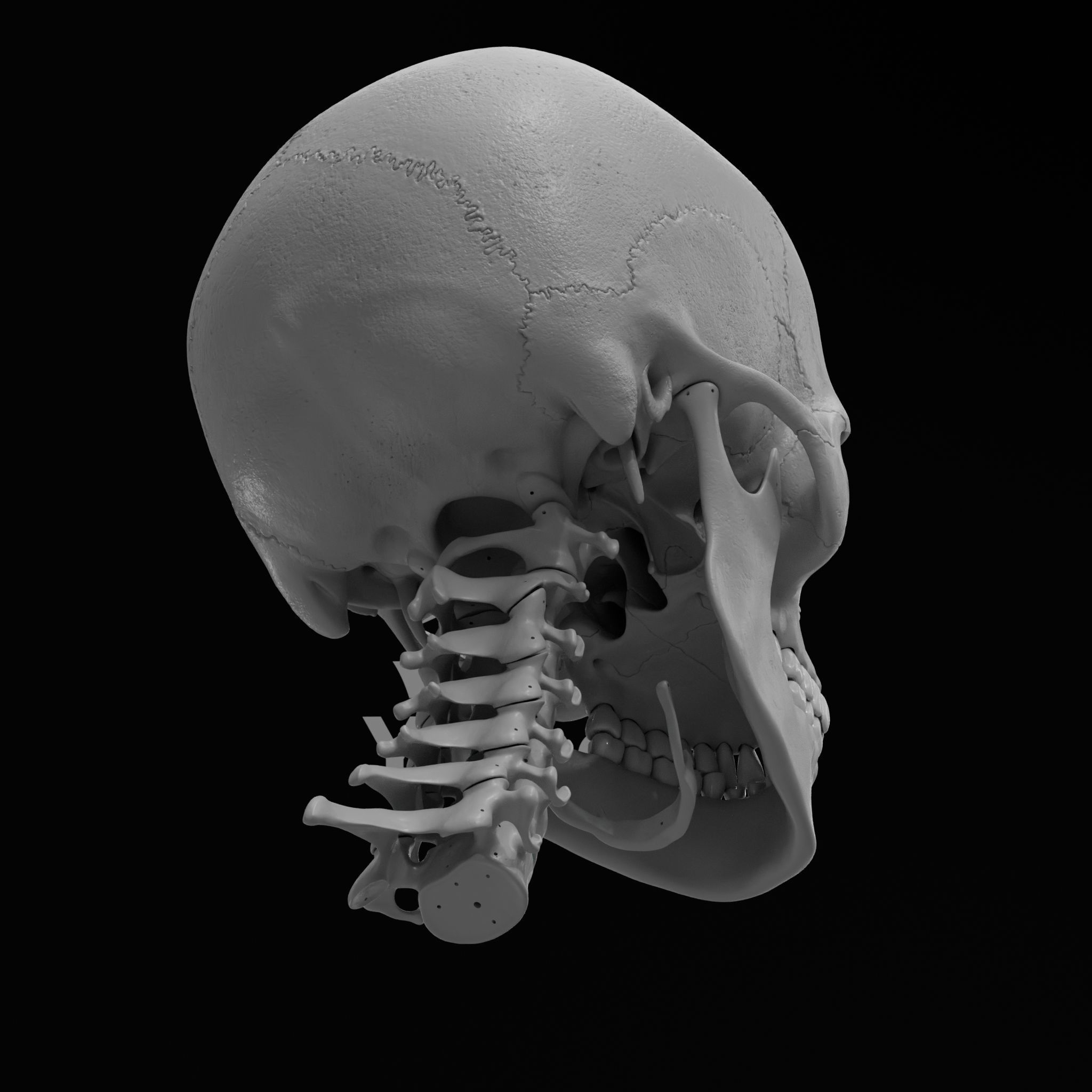 Cranium - Skull - C-Spine  3D print model_24