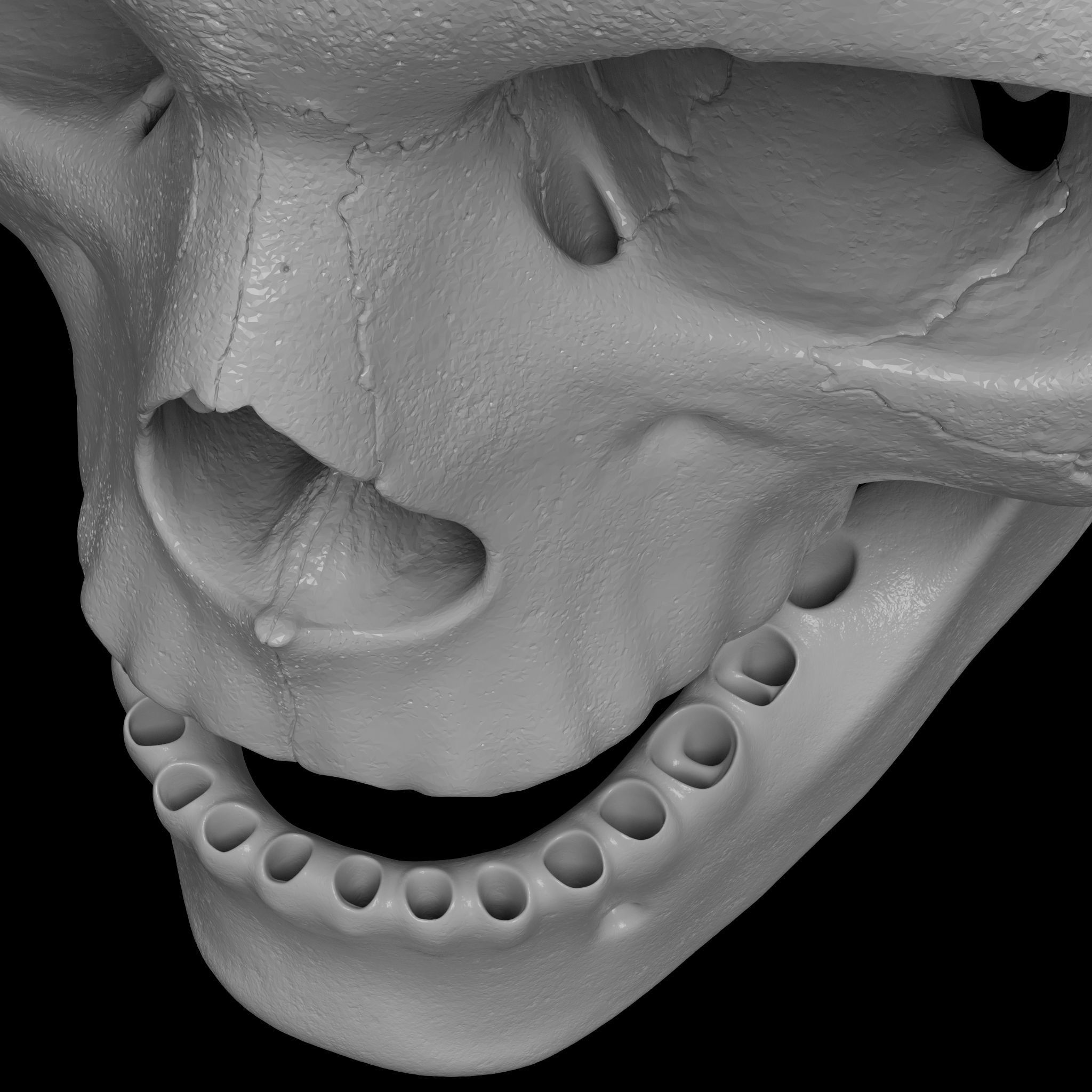 Cranium - Skull - C-Spine  3D print model_21