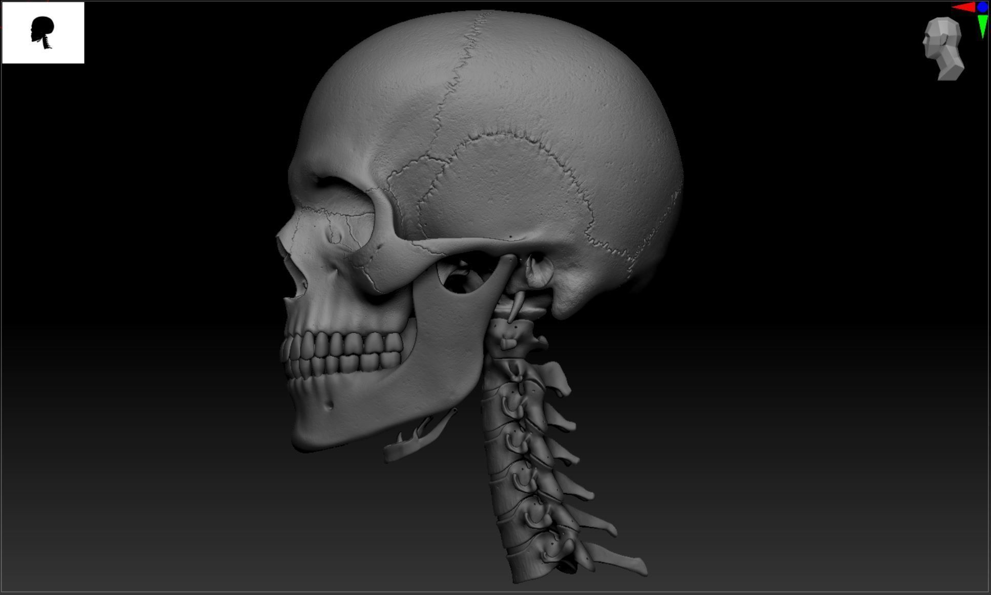 Cranium - Skull - C-Spine  3D print model_33