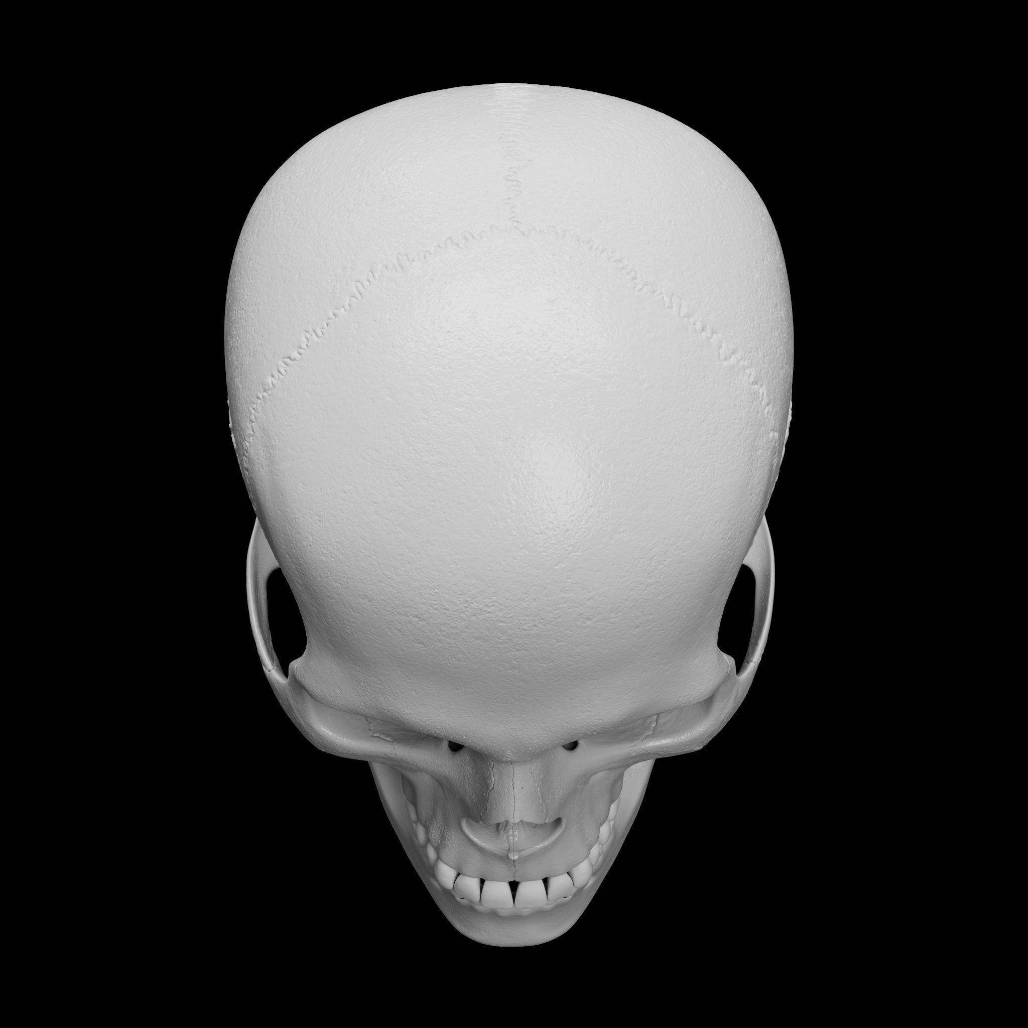 Cranium - Skull - C-Spine  3D print model_16
