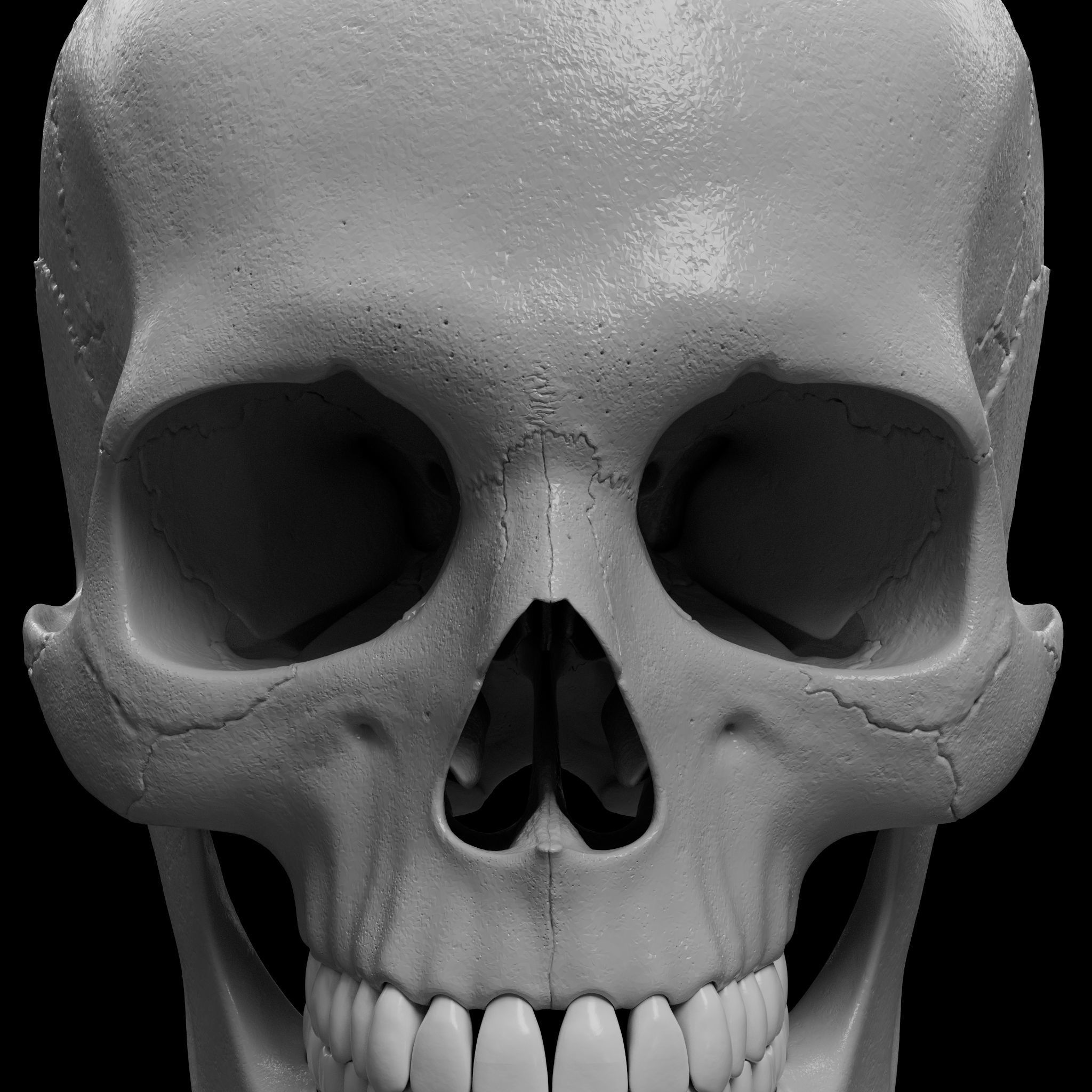 Cranium - Skull - C-Spine  3D print model_14