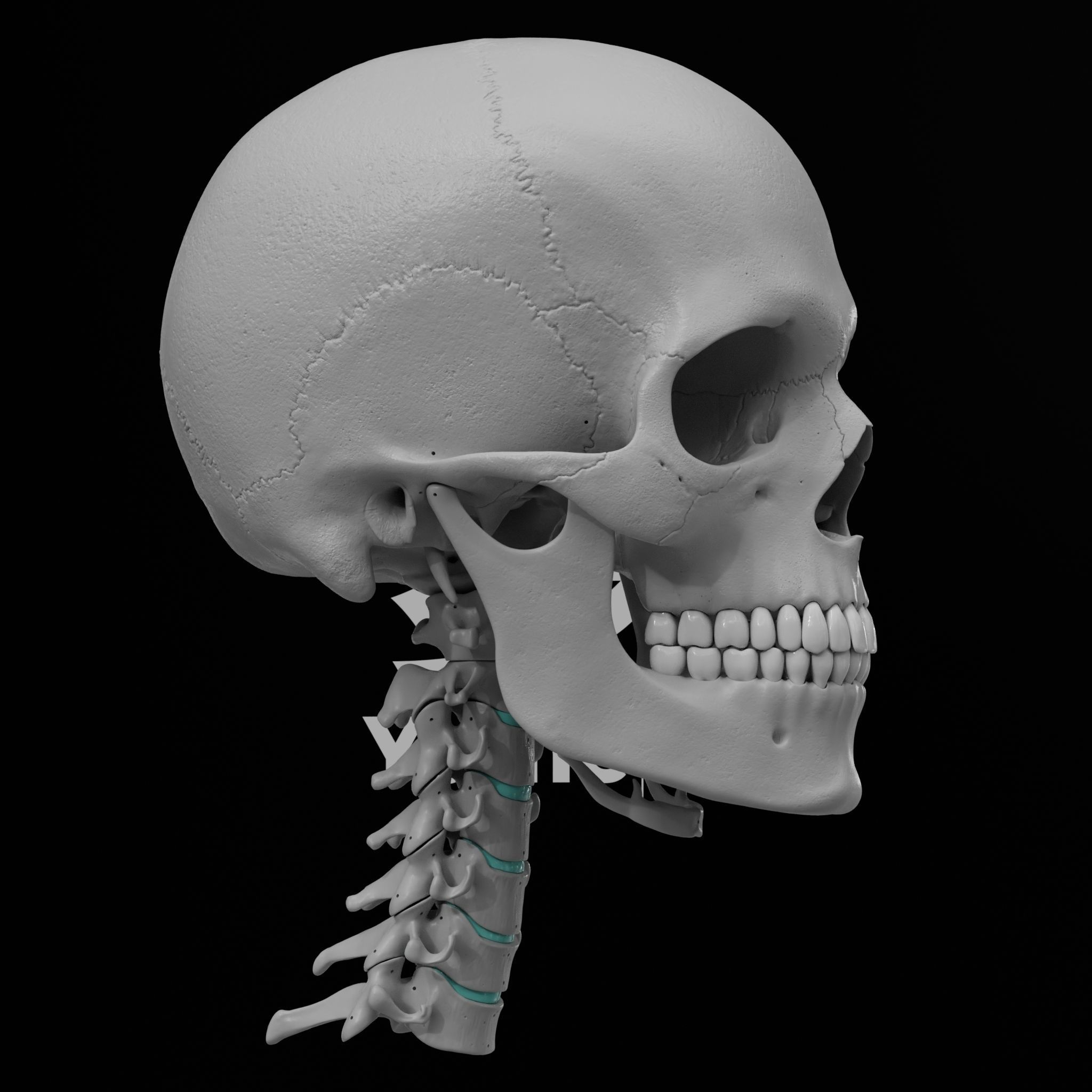 Cranium - Skull - C-Spine  3D print model_23