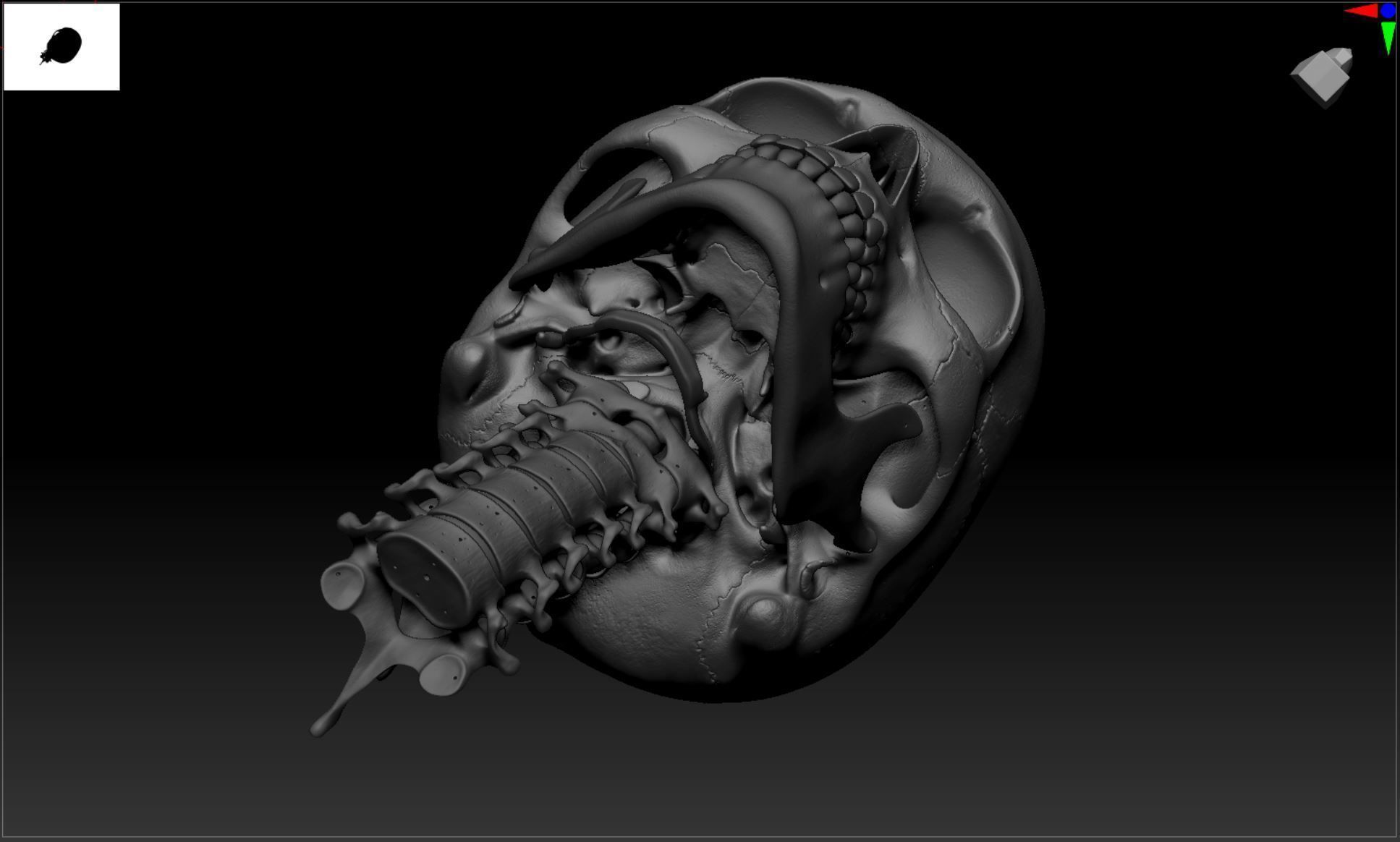 Cranium - Skull - C-Spine  3D print model_34
