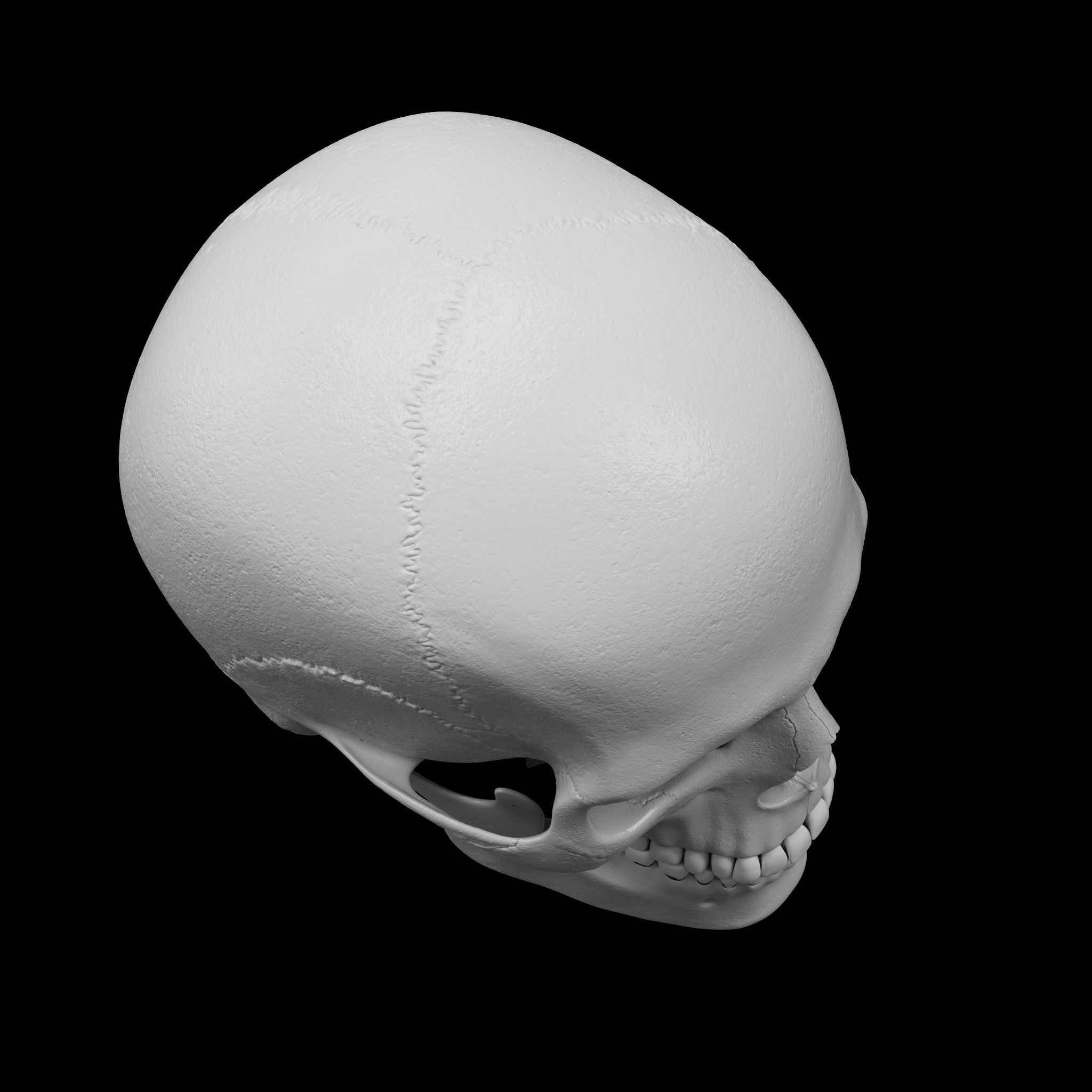 Cranium - Skull - C-Spine  3D print model_17