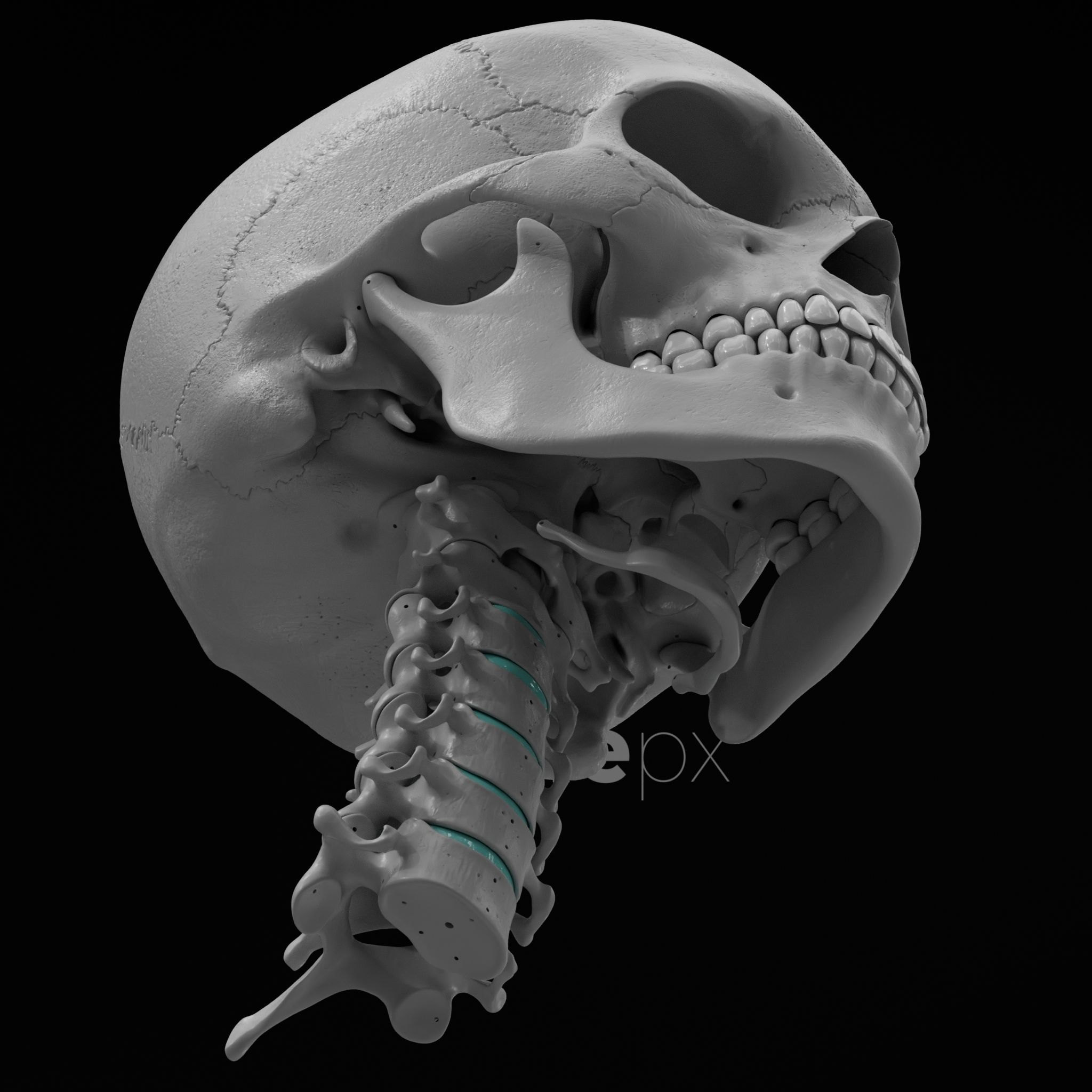 Cranium - Skull - C-Spine  3D print model_28