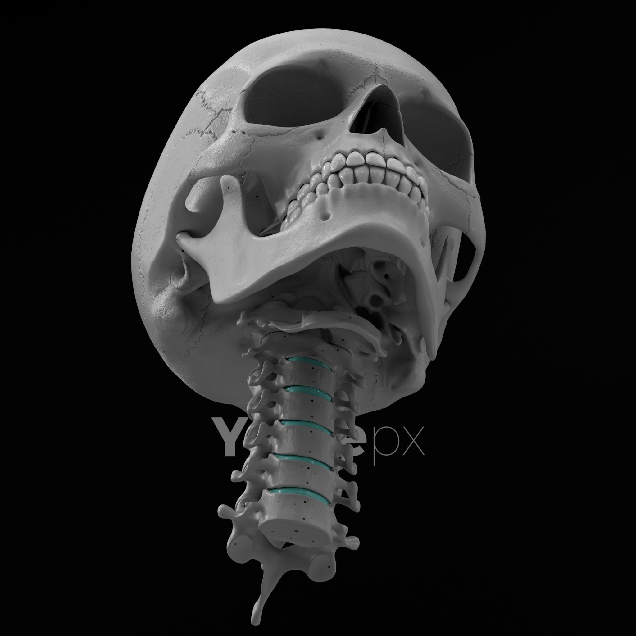 Cranium - Skull - C-Spine  3D print model_26