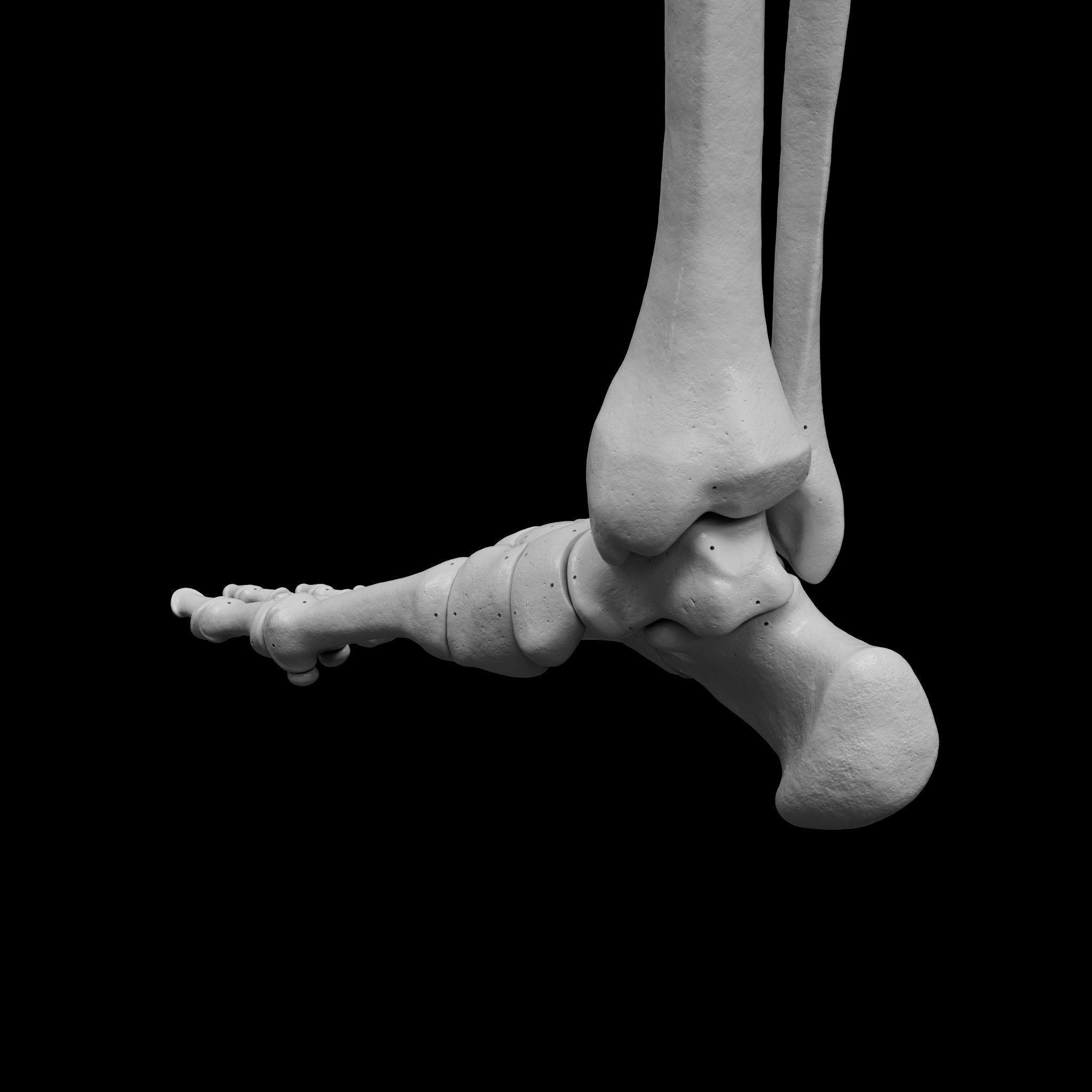 Human Rt Leg and Foot Bones 3D print model_24
