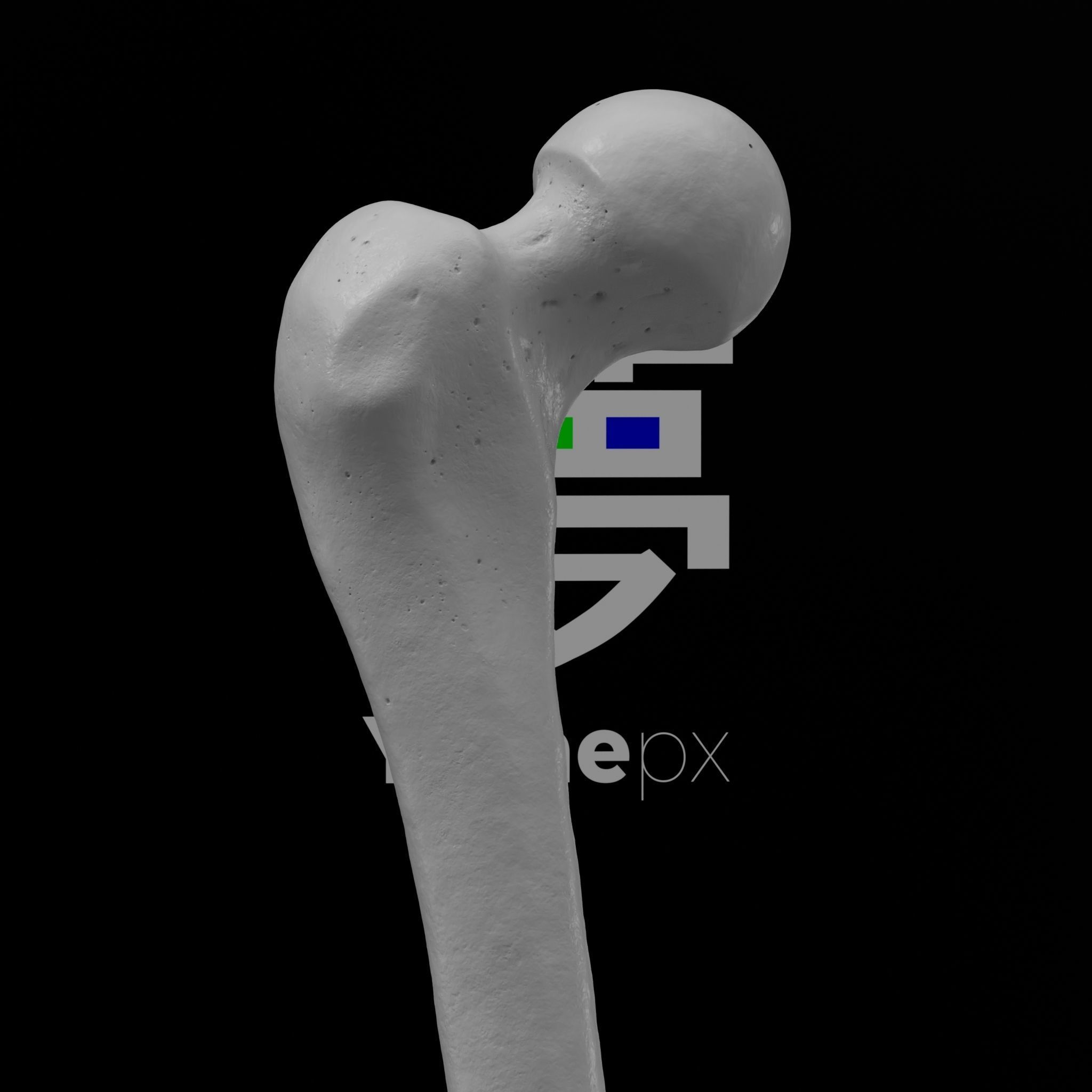 Human Rt Leg and Foot Bones 3D print model_72