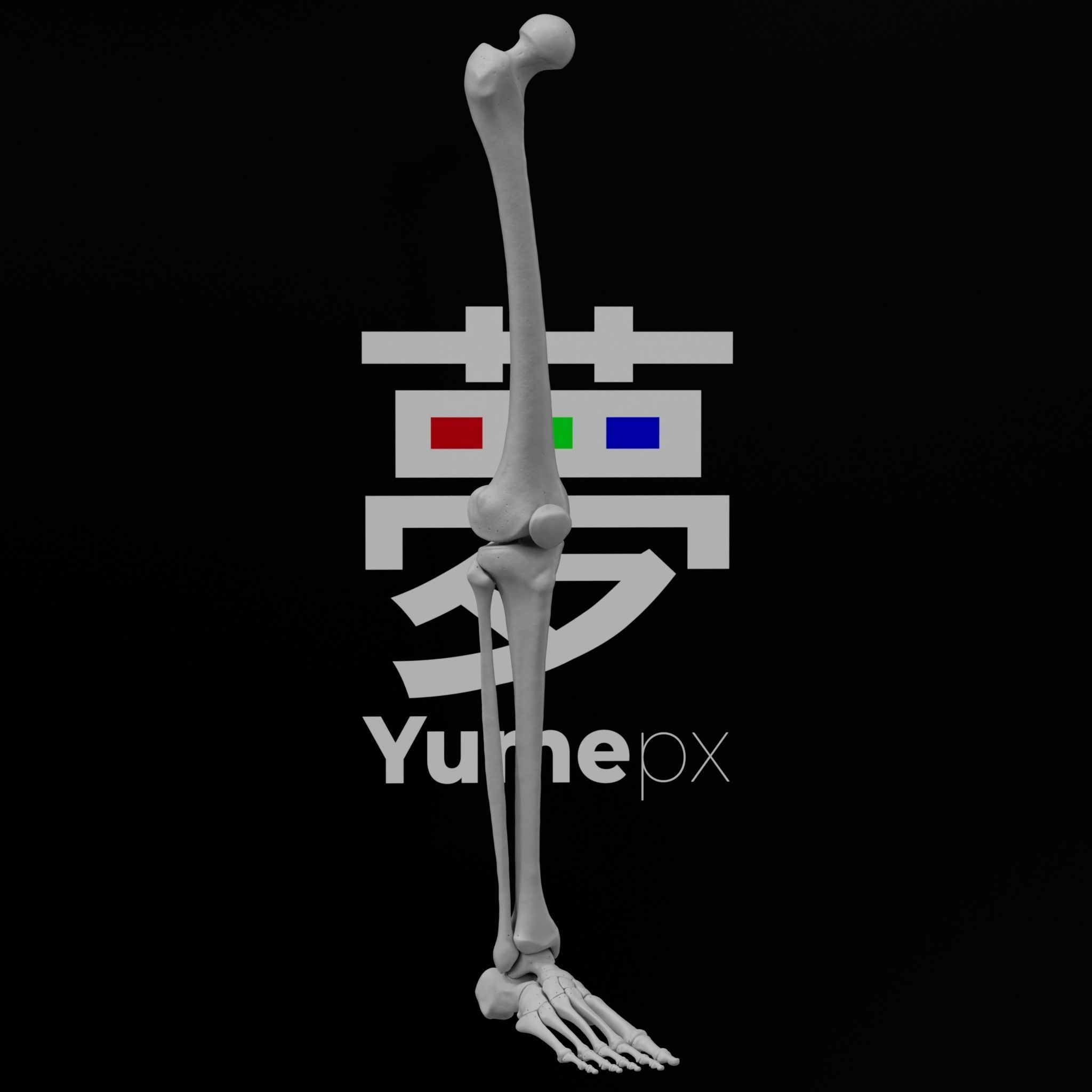 Human Rt Leg and Foot Bones 3D print model_55