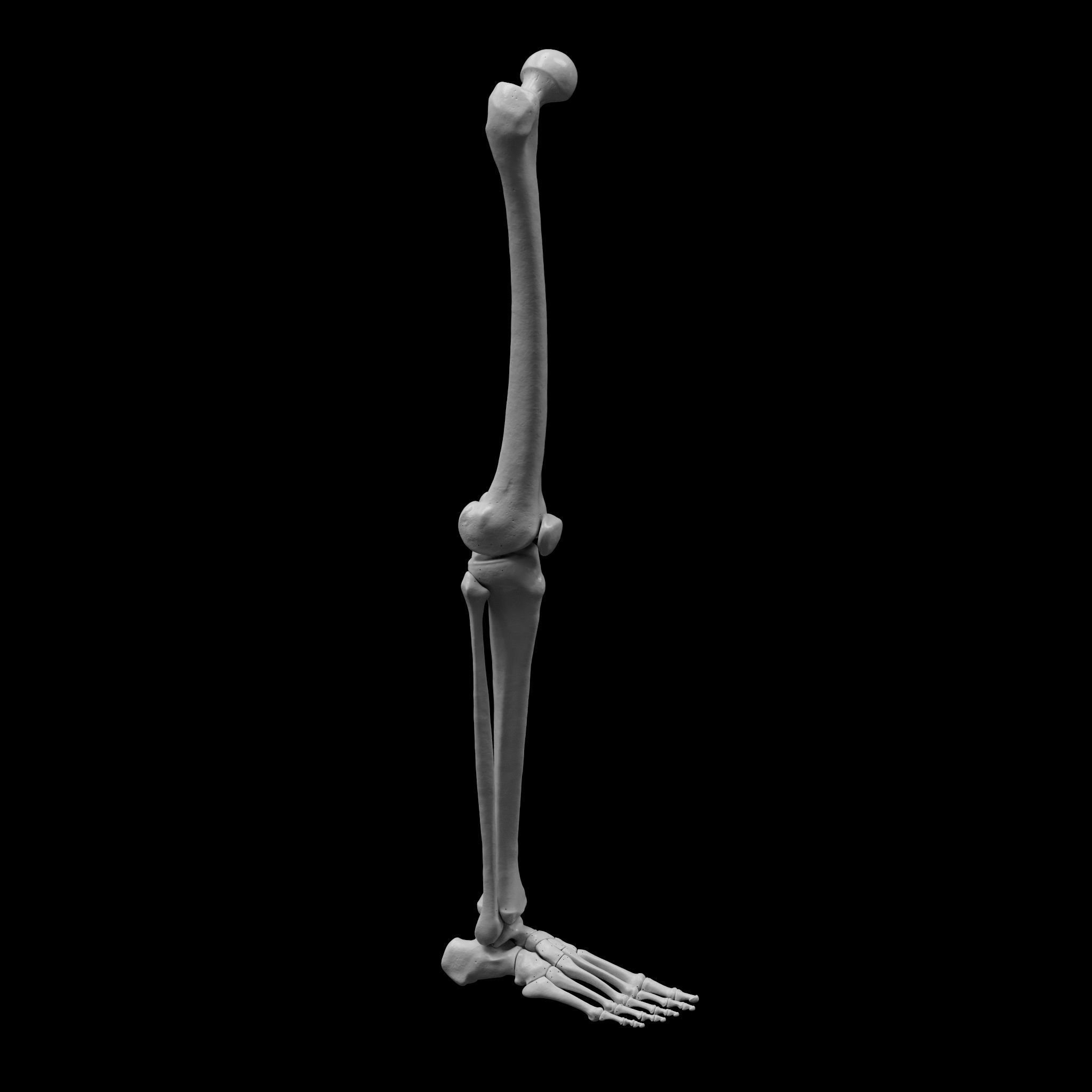 Human Rt Leg and Foot Bones 3D print model_3