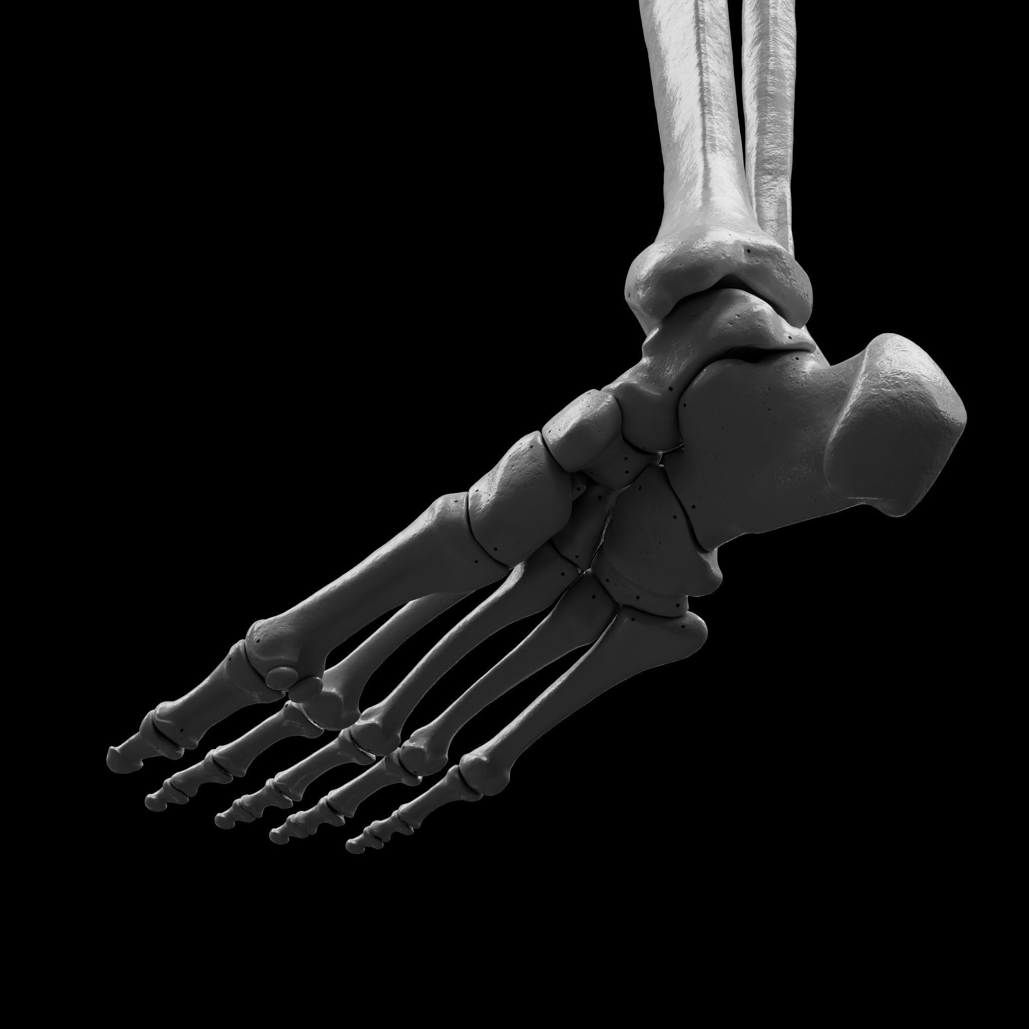 Human Rt Leg and Foot Bones 3D print model_30