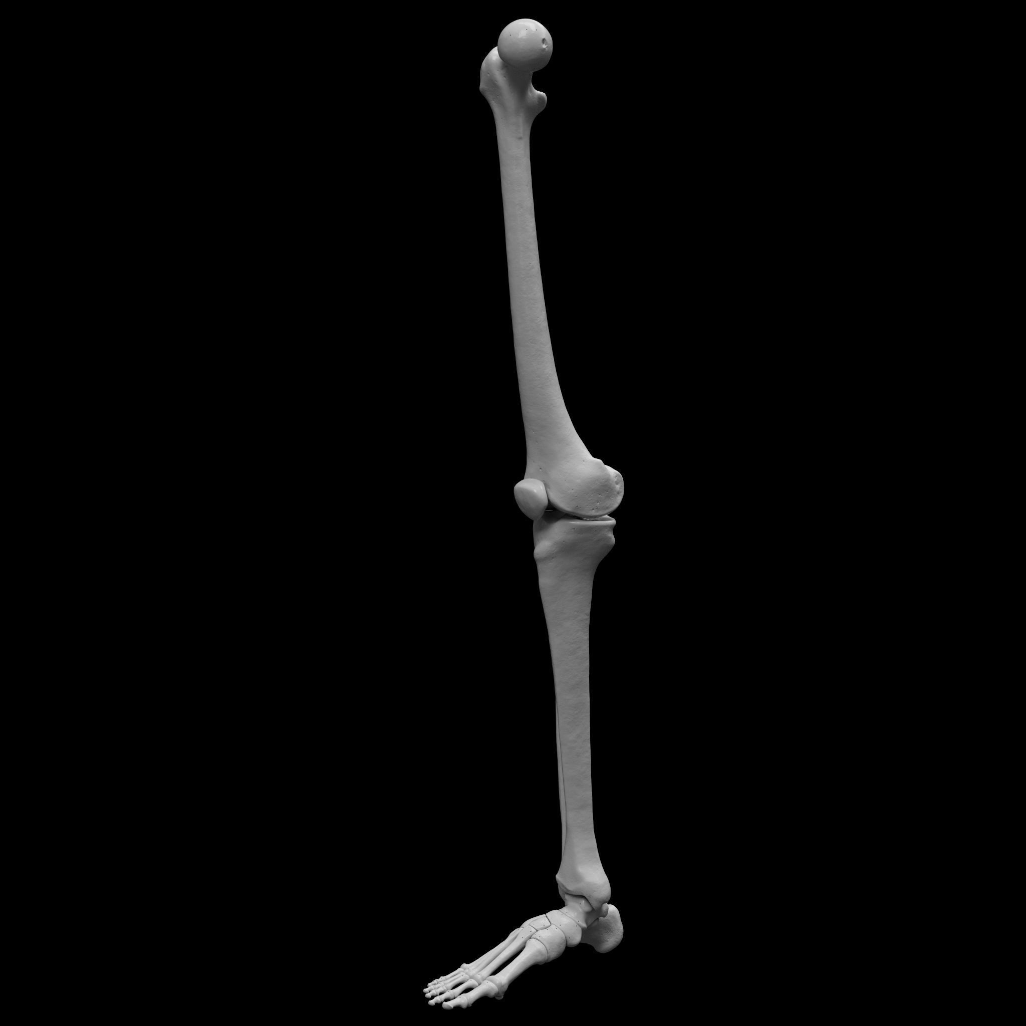 Human Rt Leg and Foot Bones 3D print model_9
