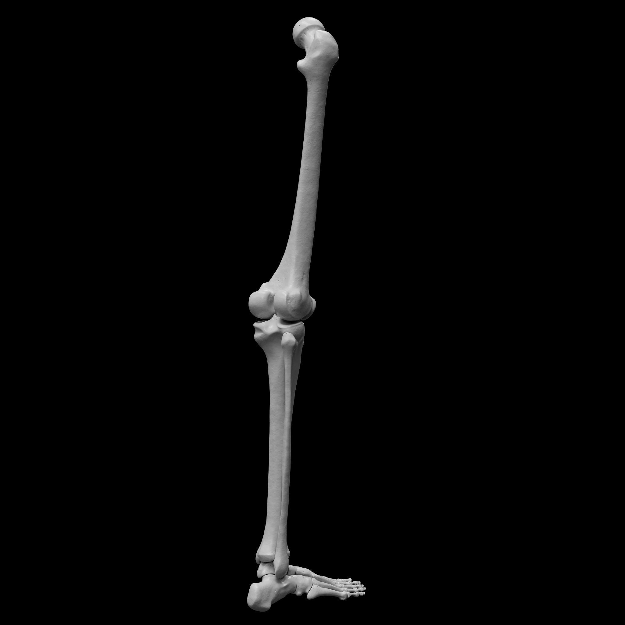 Human Rt Leg and Foot Bones 3D print model_5
