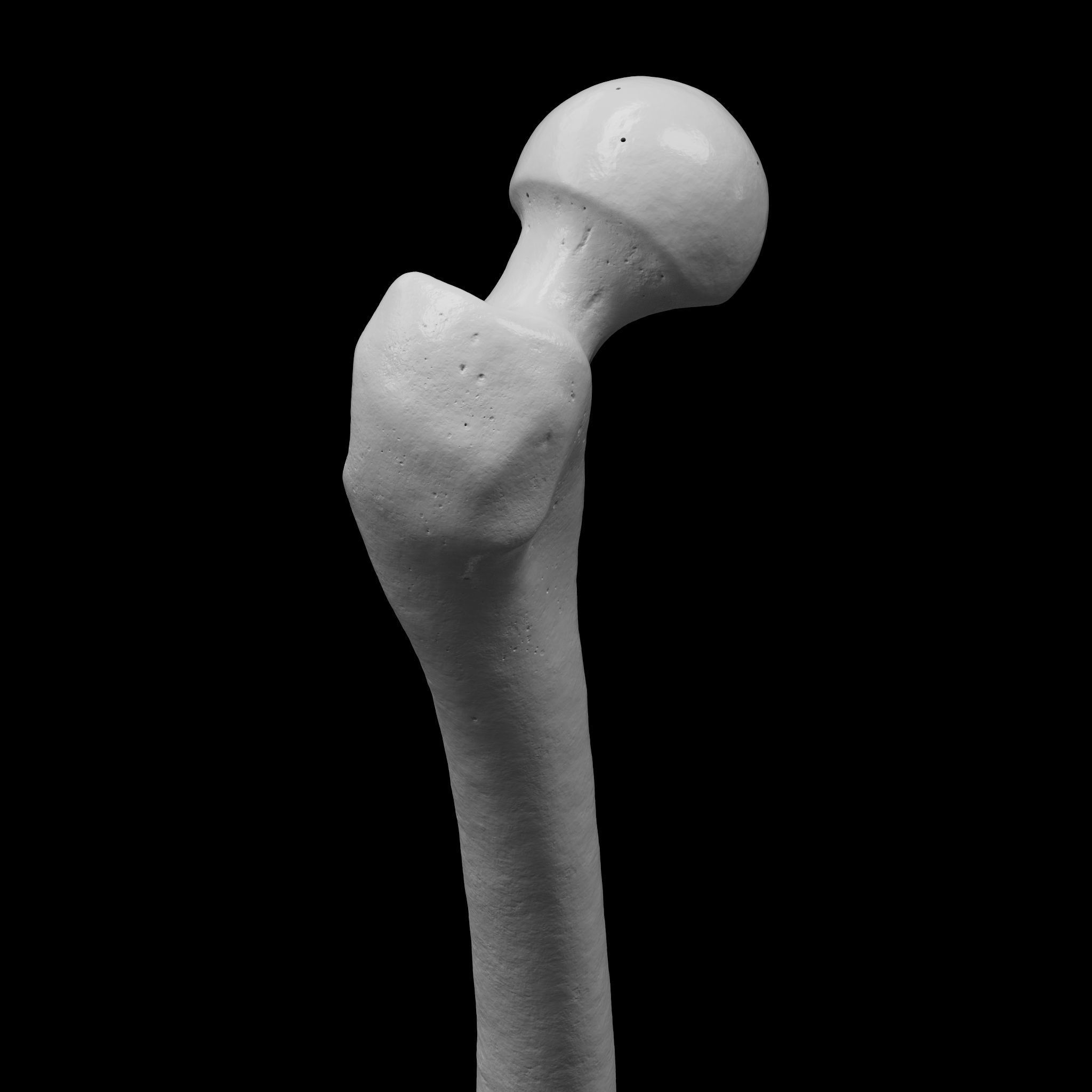 Human Rt Leg and Foot Bones 3D print model_12