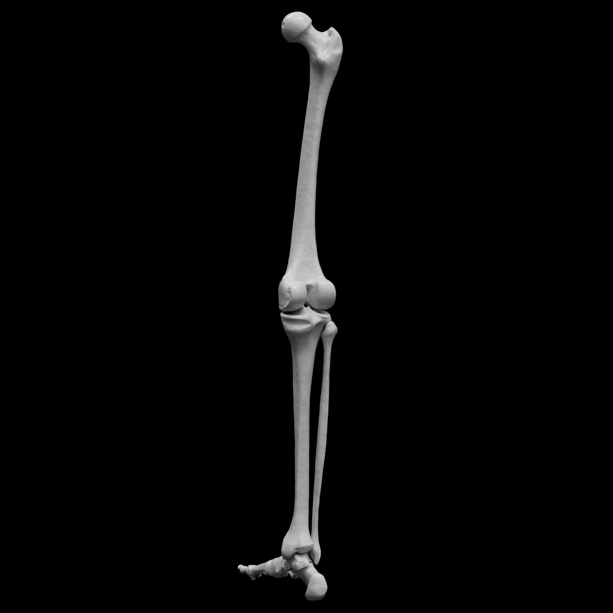 Human Rt Leg and Foot Bones 3D print model_7