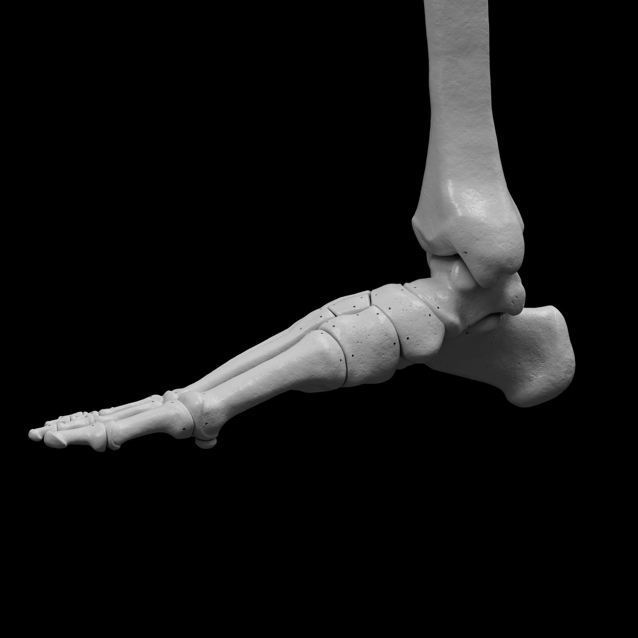 Human Rt Leg and Foot Bones 3D print model_23