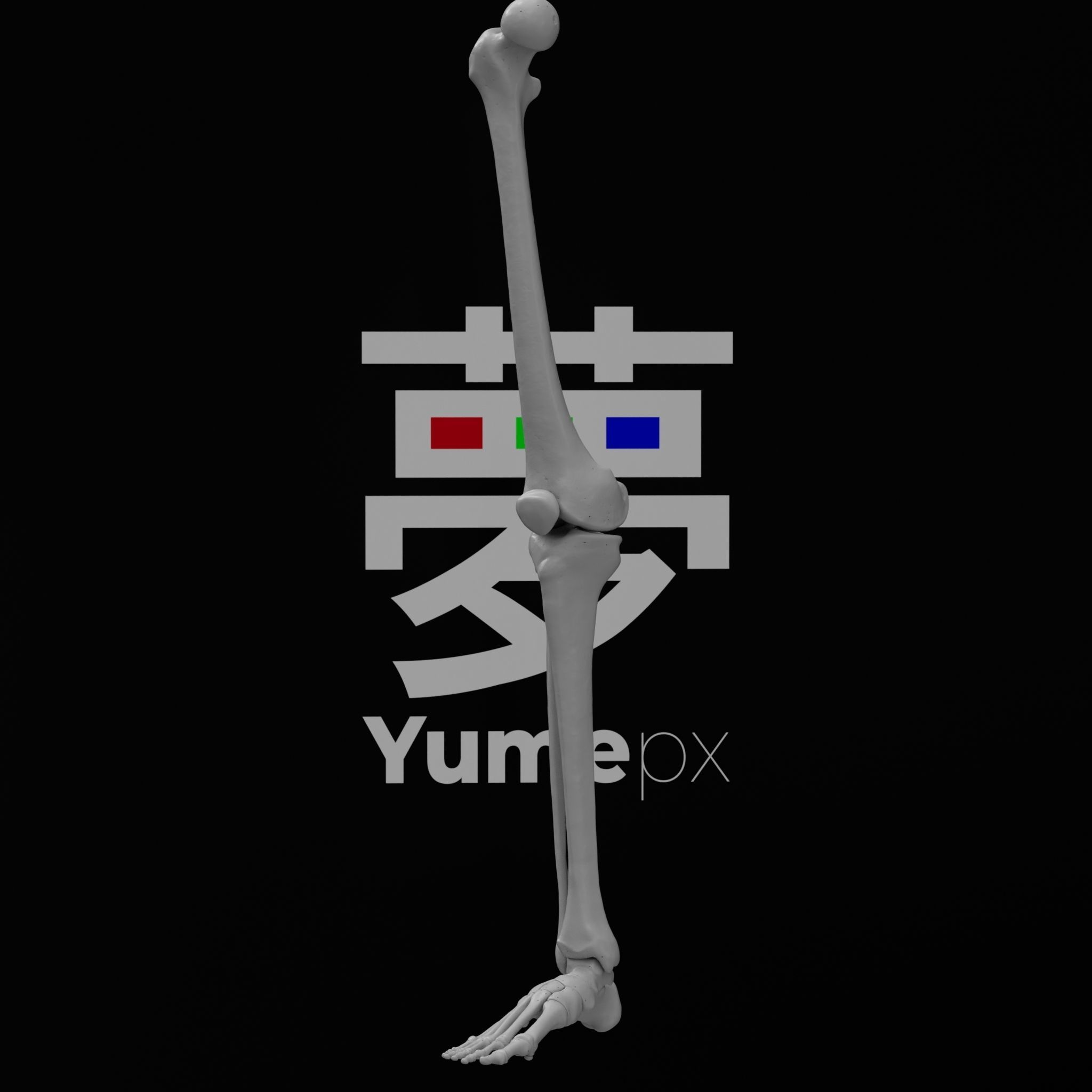 Human Rt Leg and Foot Bones 3D print model_56