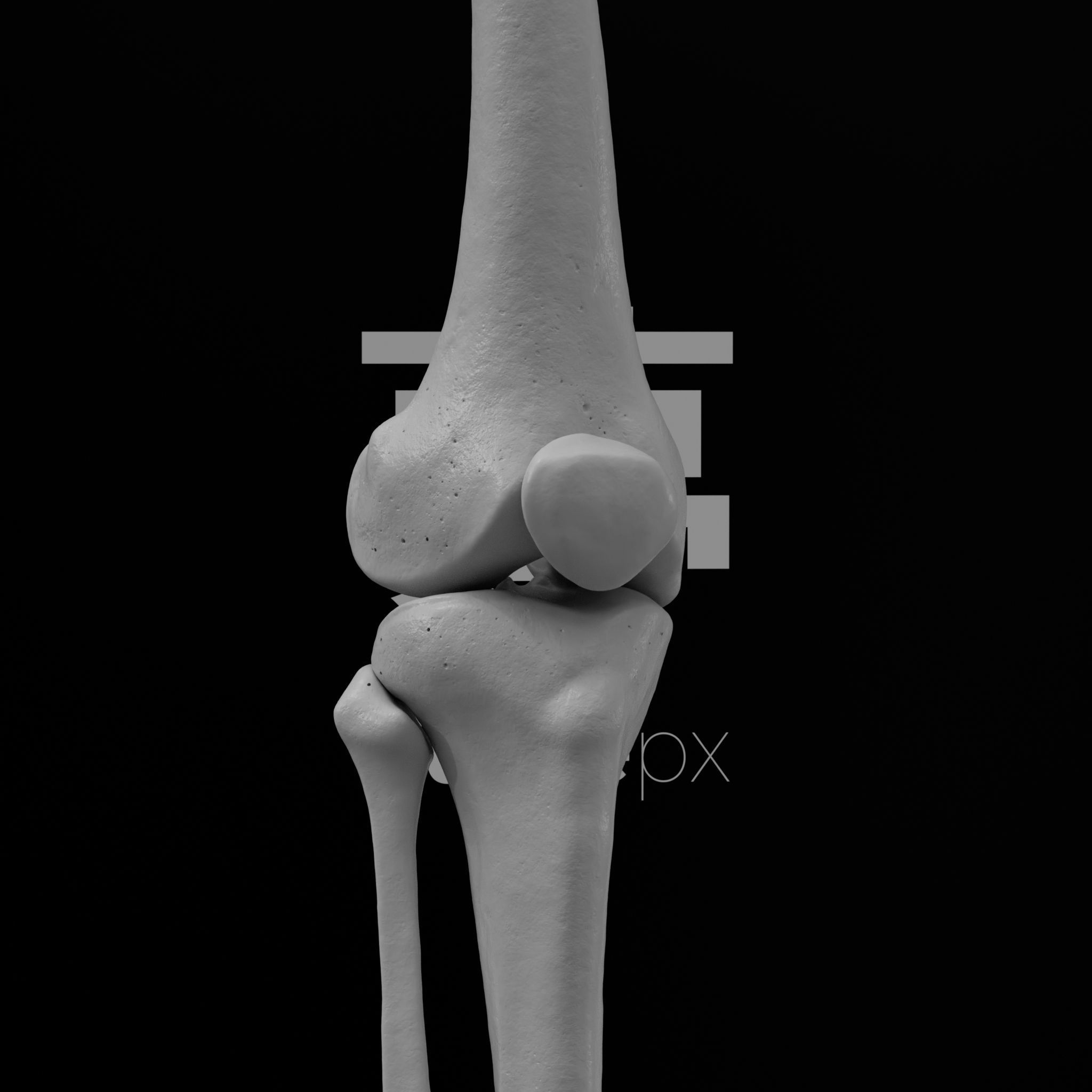 Human Rt Leg and Foot Bones 3D print model_67