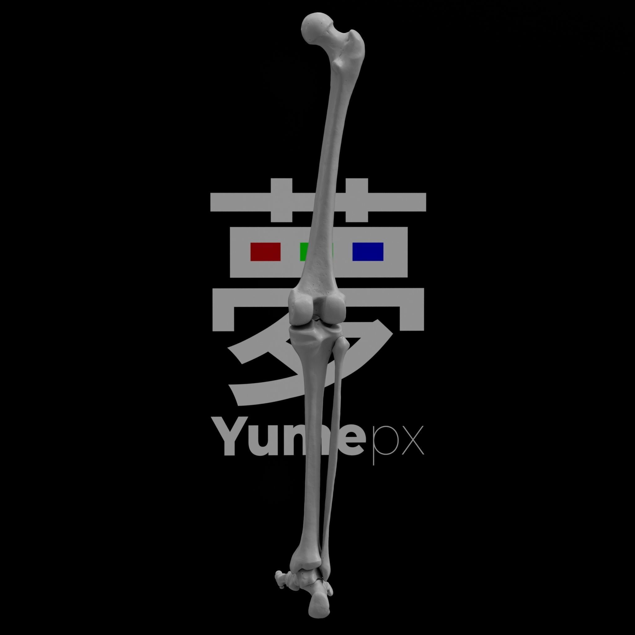 Human Rt Leg and Foot Bones 3D print model_59
