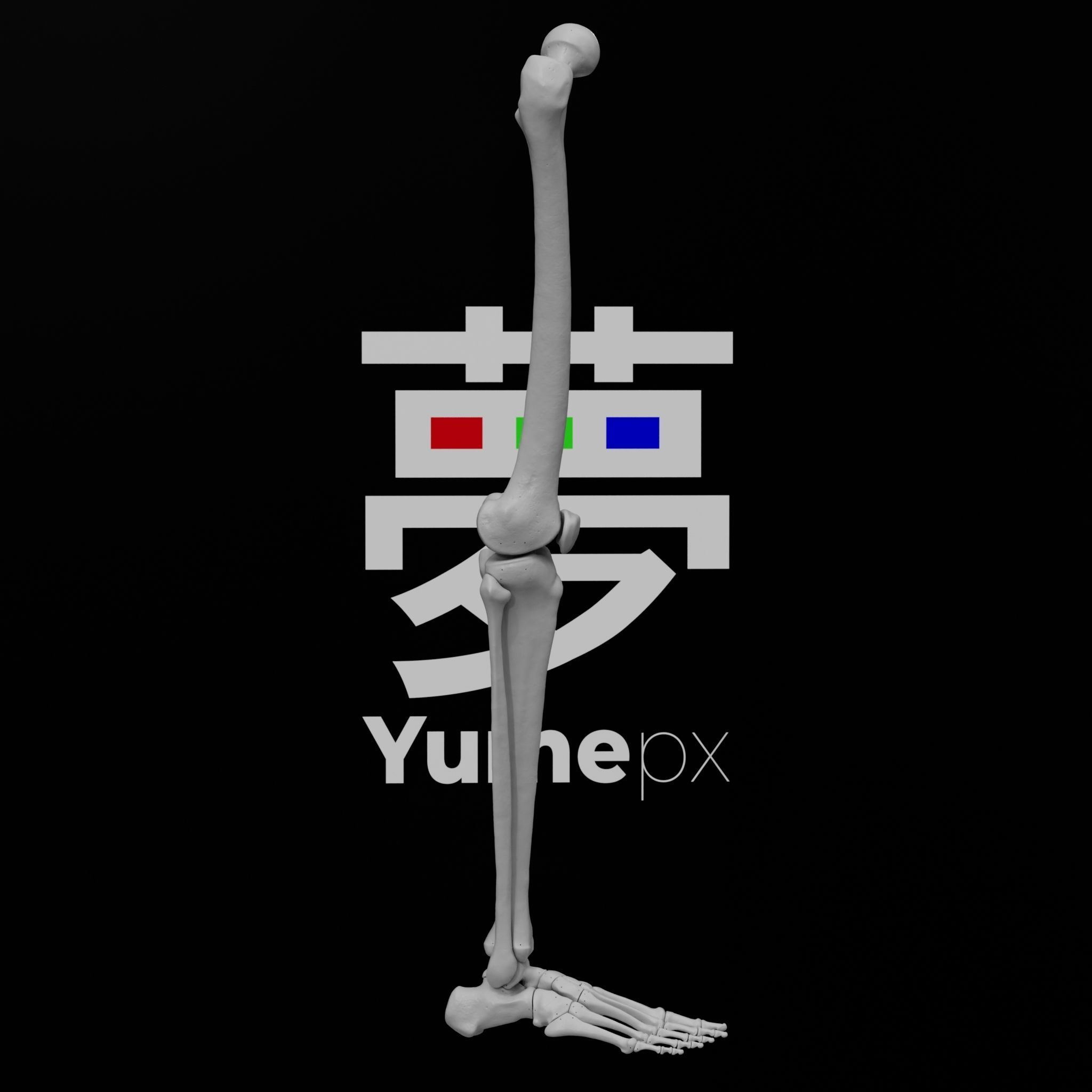 Human Rt Leg and Foot Bones 3D print model_62