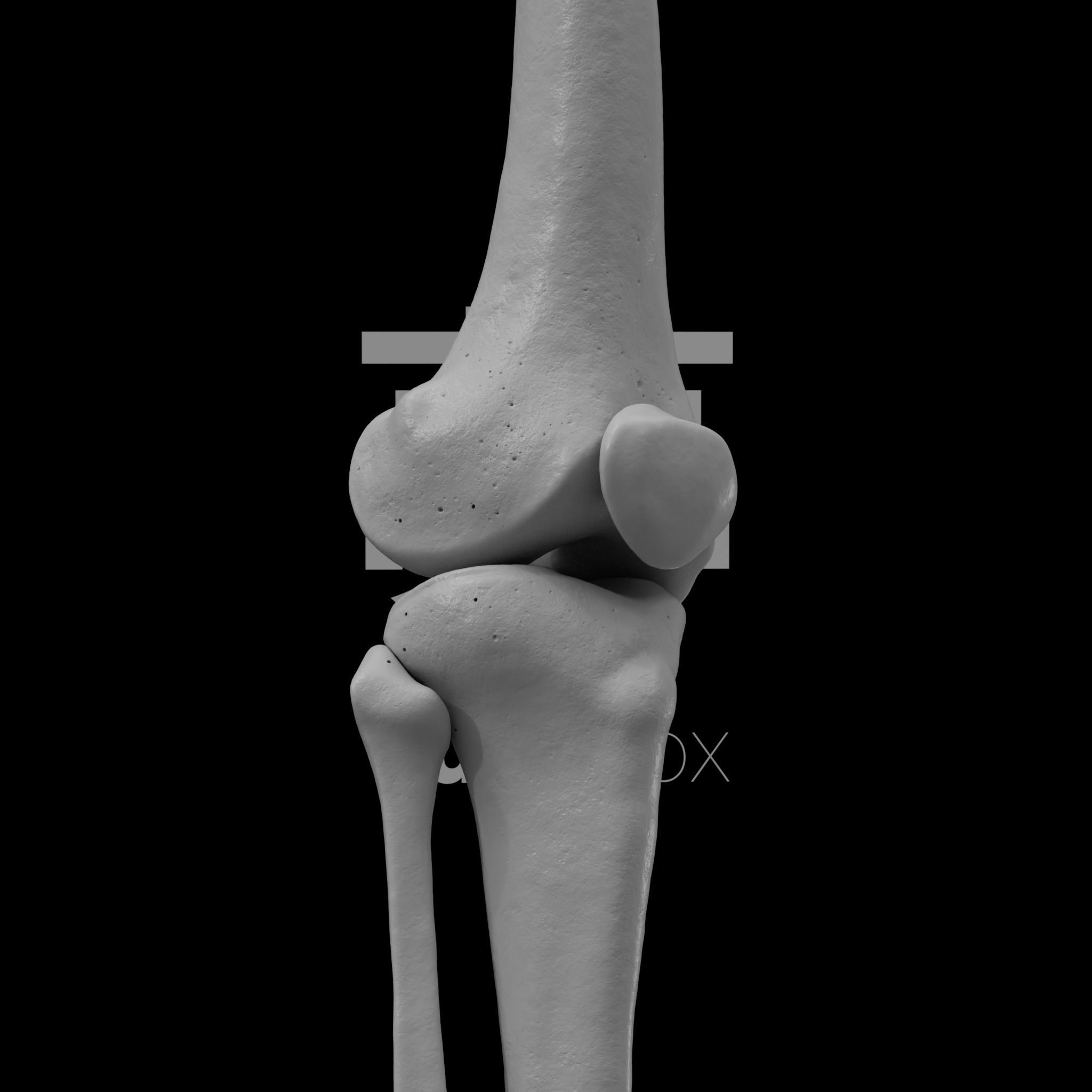 Human Rt Leg and Foot Bones 3D print model_71