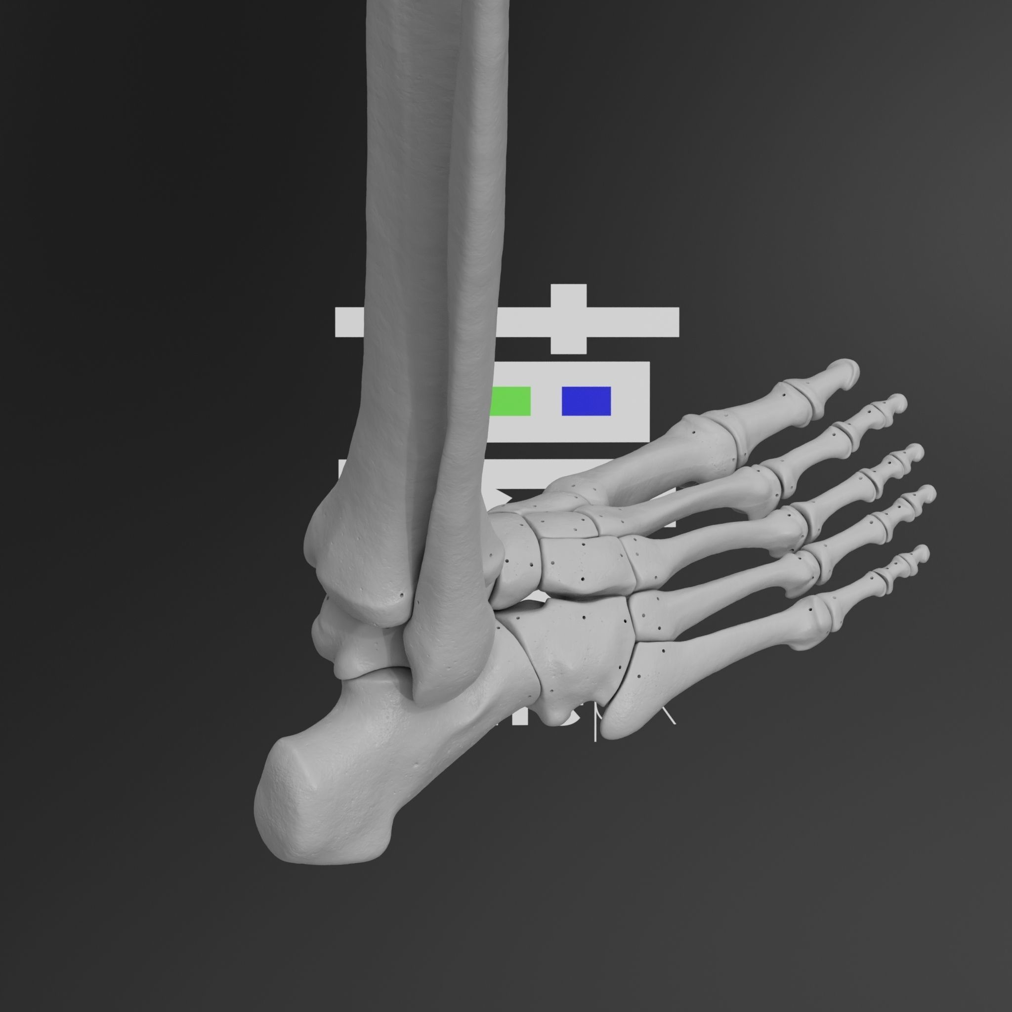 Human Rt Leg and Foot Bones 3D print model_66