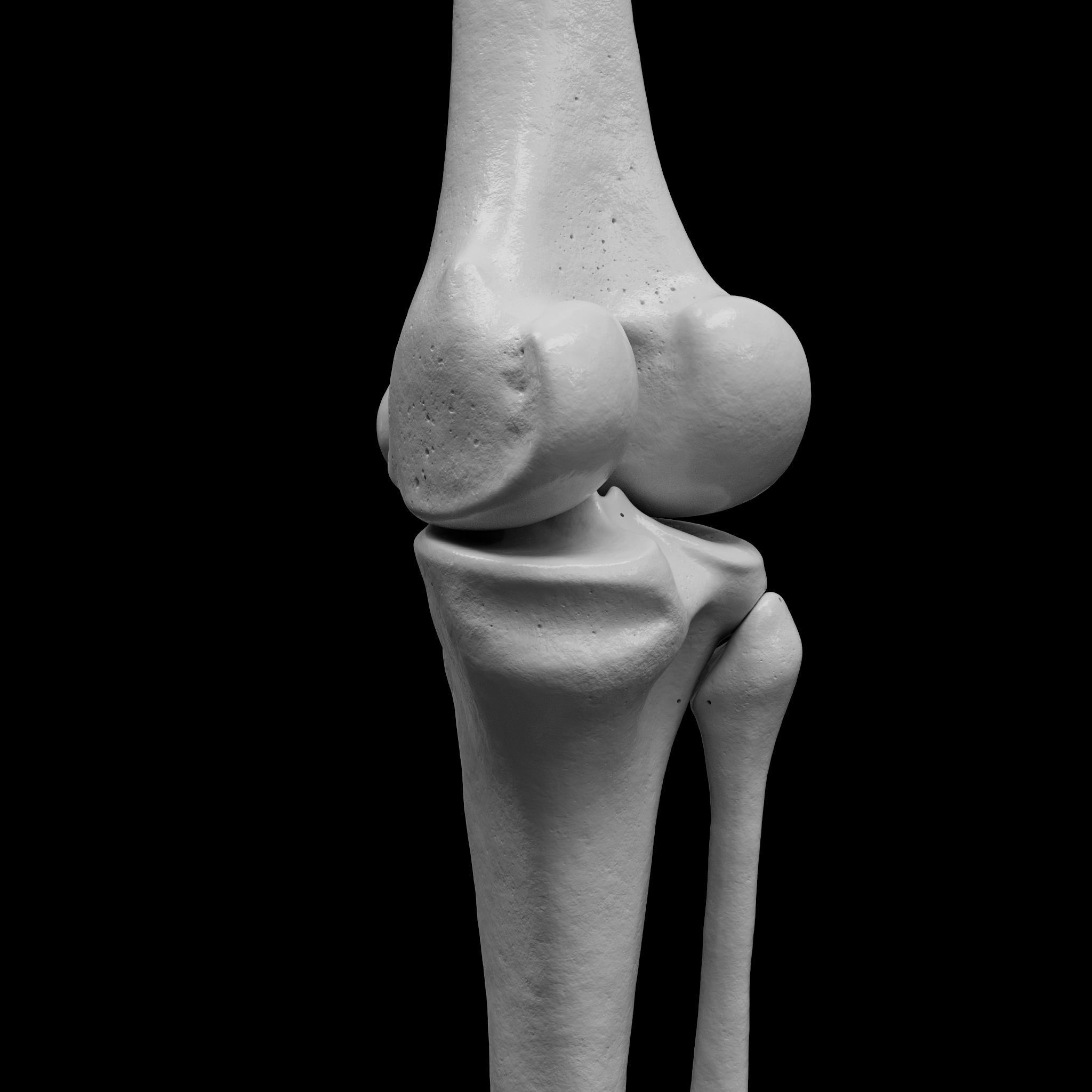 Human Rt Leg and Foot Bones 3D print model_18