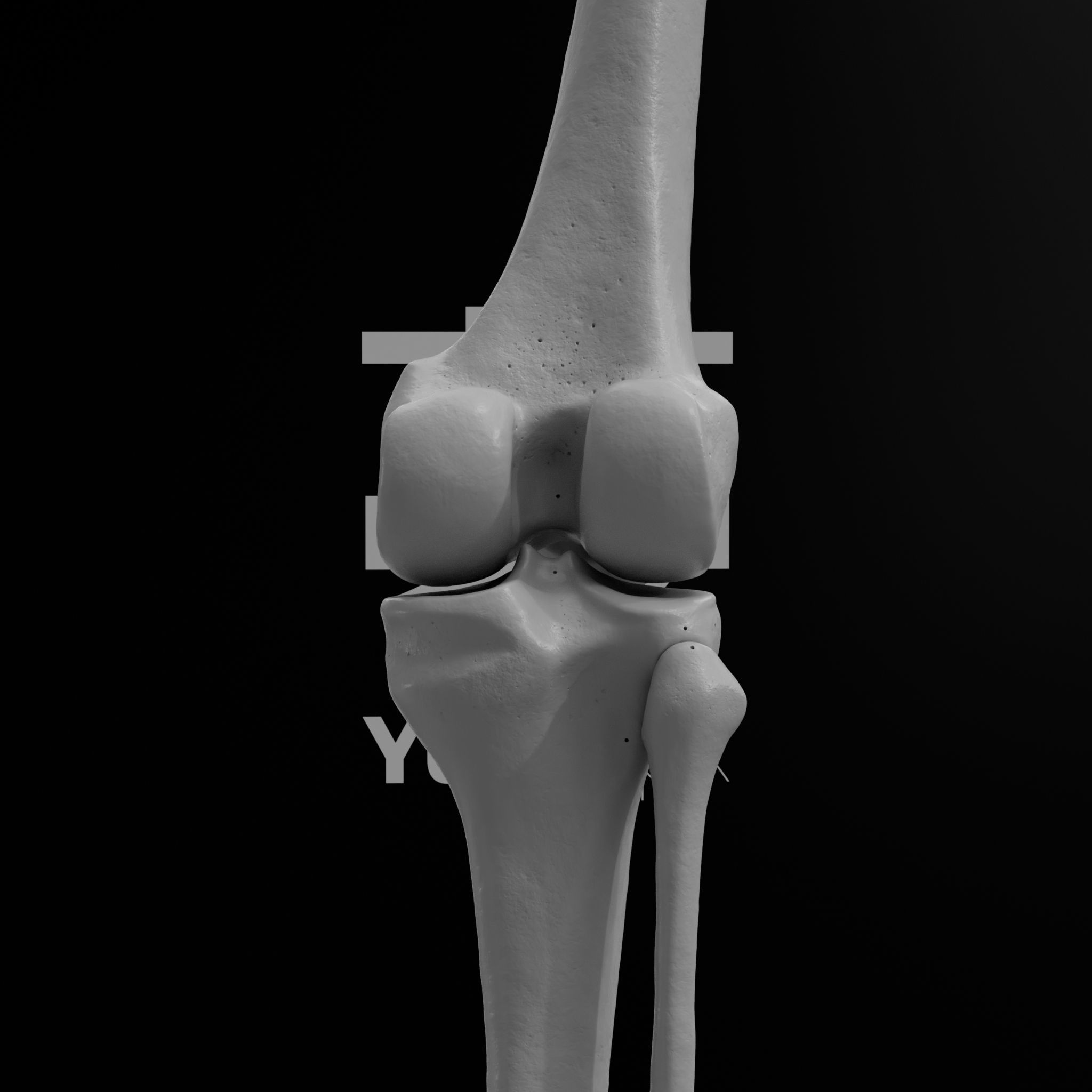 Human Rt Leg and Foot Bones 3D print model_68