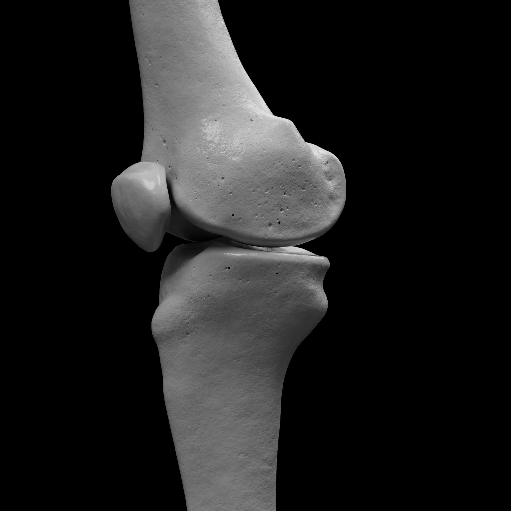 Human Rt Leg and Foot Bones 3D print model_17