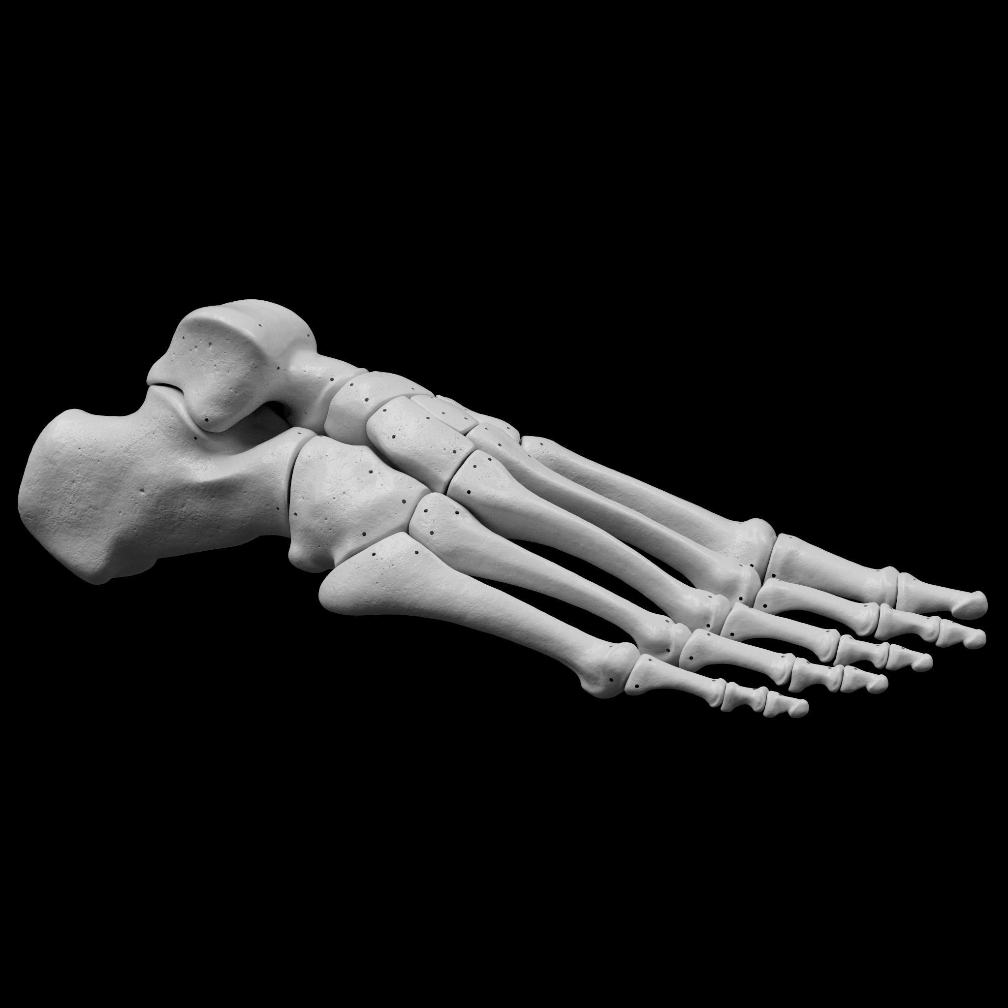 Human Rt Leg and Foot Bones 3D print model_33