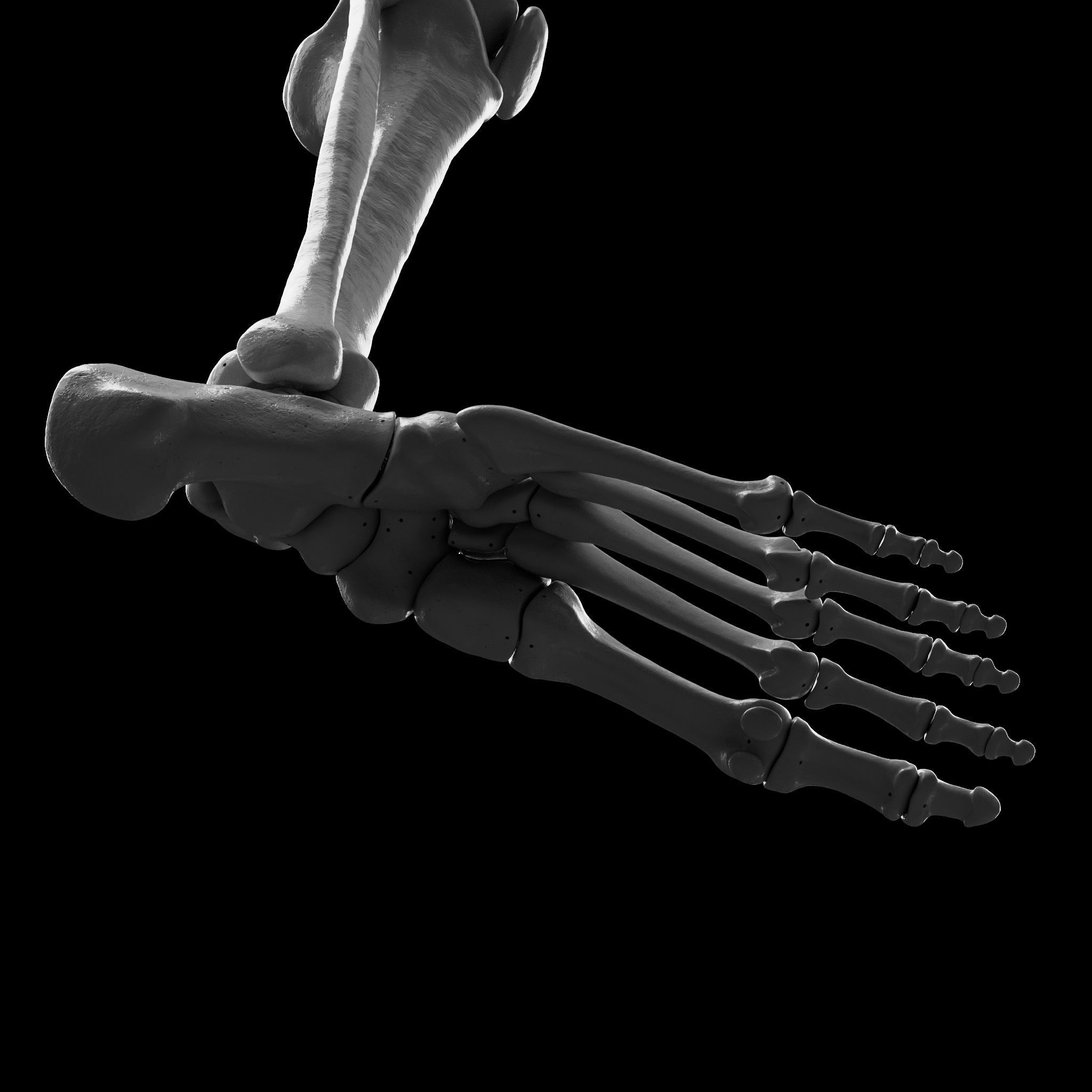 Human Rt Leg and Foot Bones 3D print model_27
