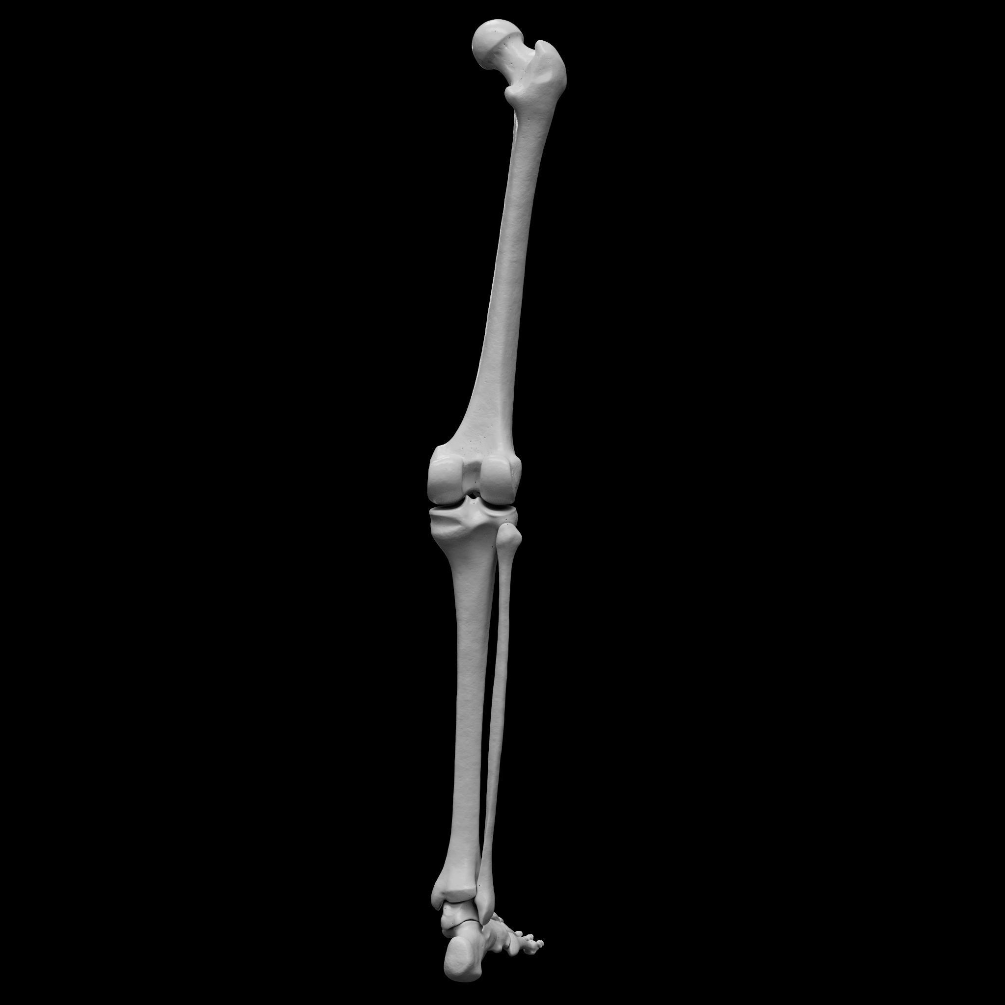 Human Rt Leg and Foot Bones 3D print model_6