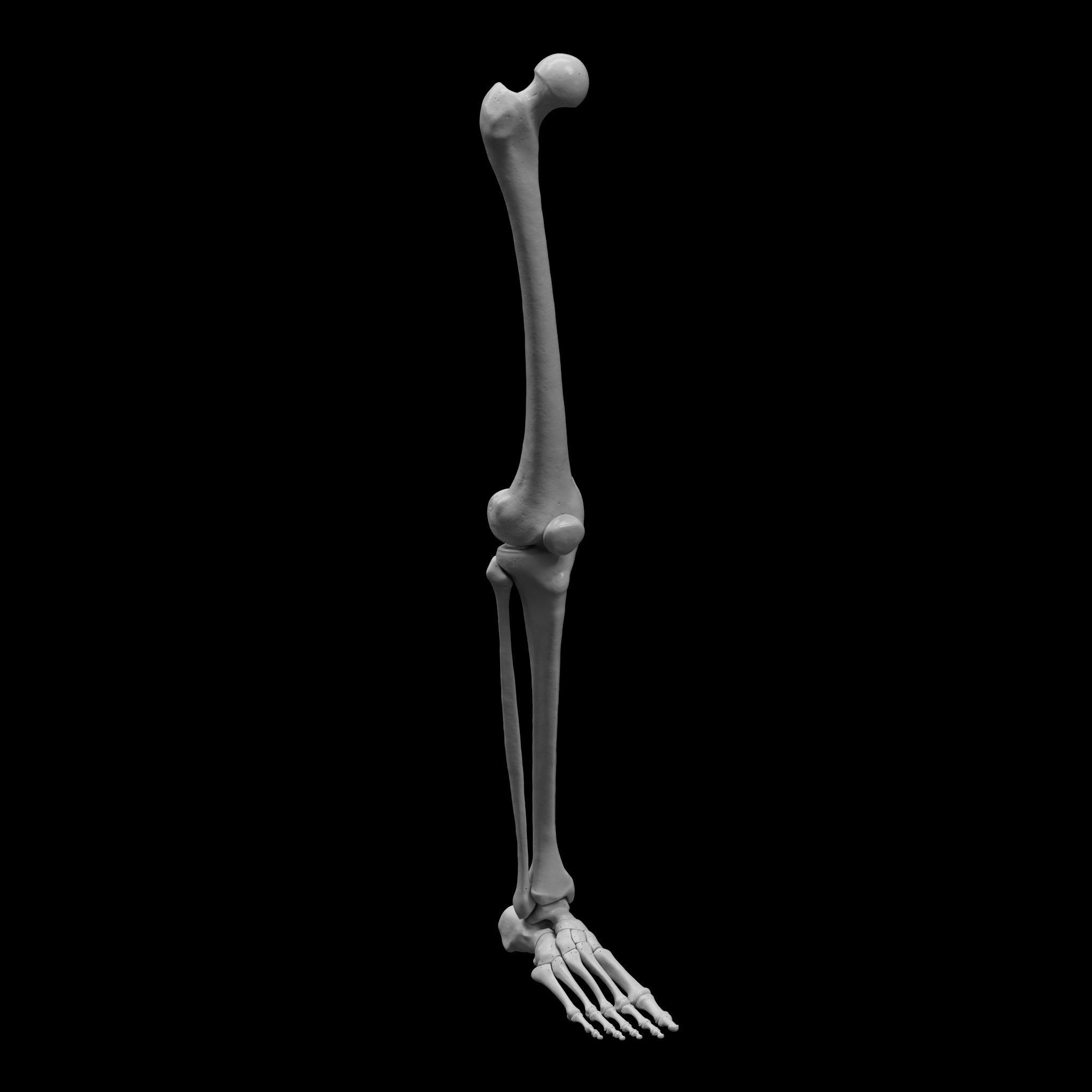 Human Rt Leg and Foot Bones 3D print model_2