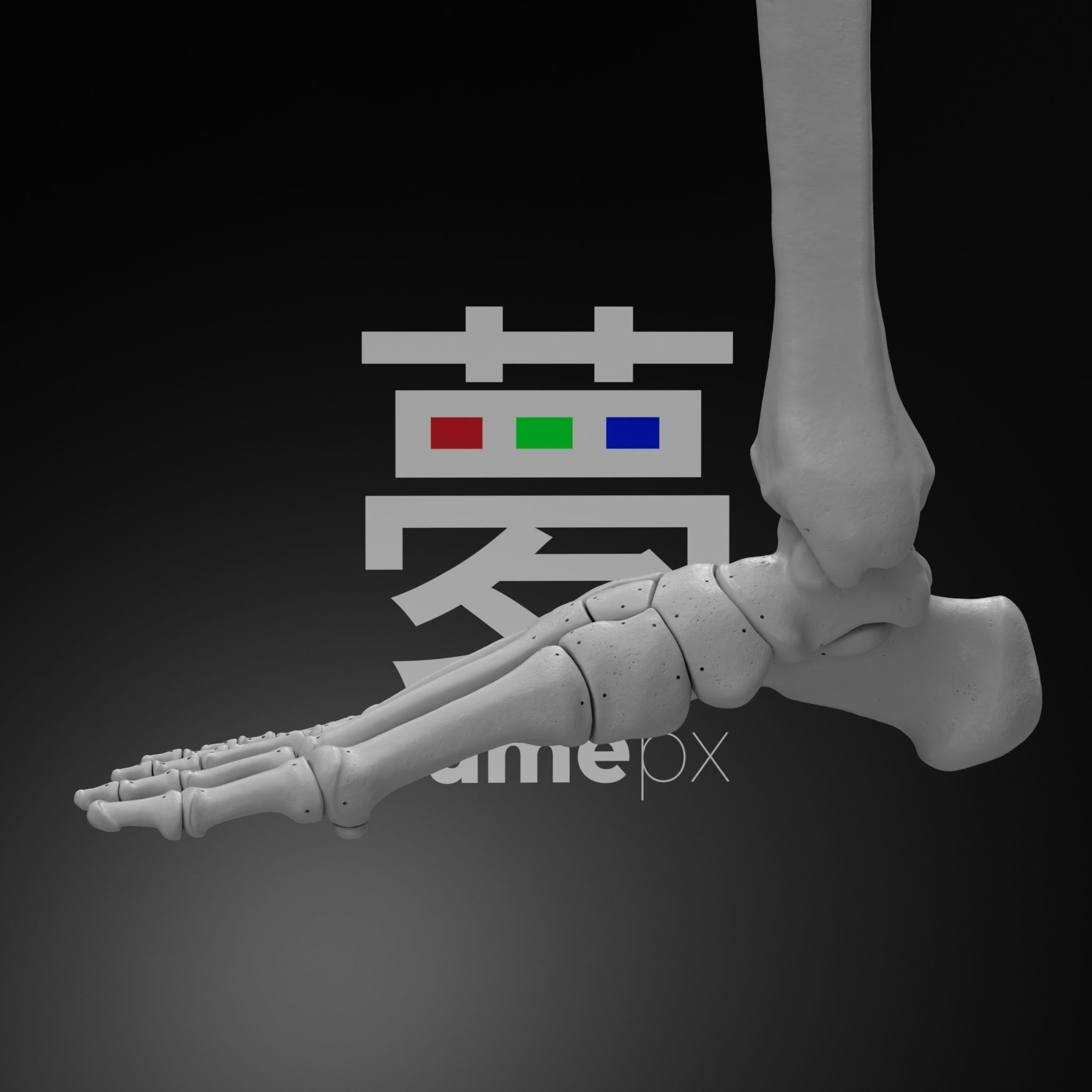 Human Rt Leg and Foot Bones 3D print model_65