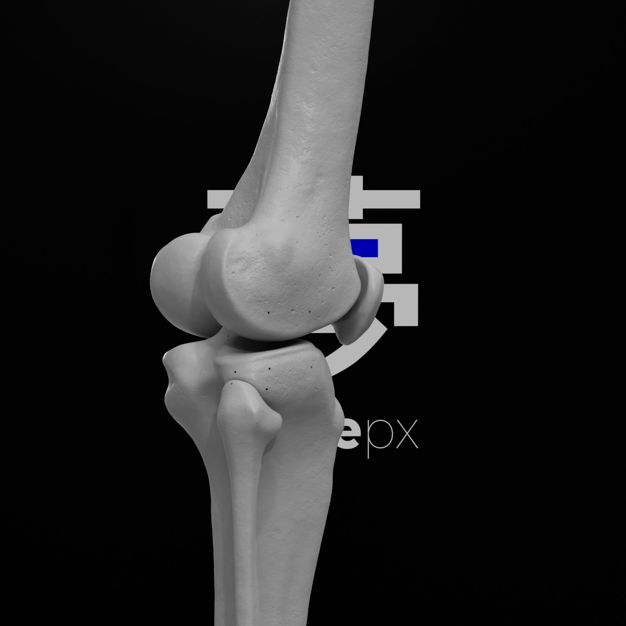 Human Rt Leg and Foot Bones 3D print model_69