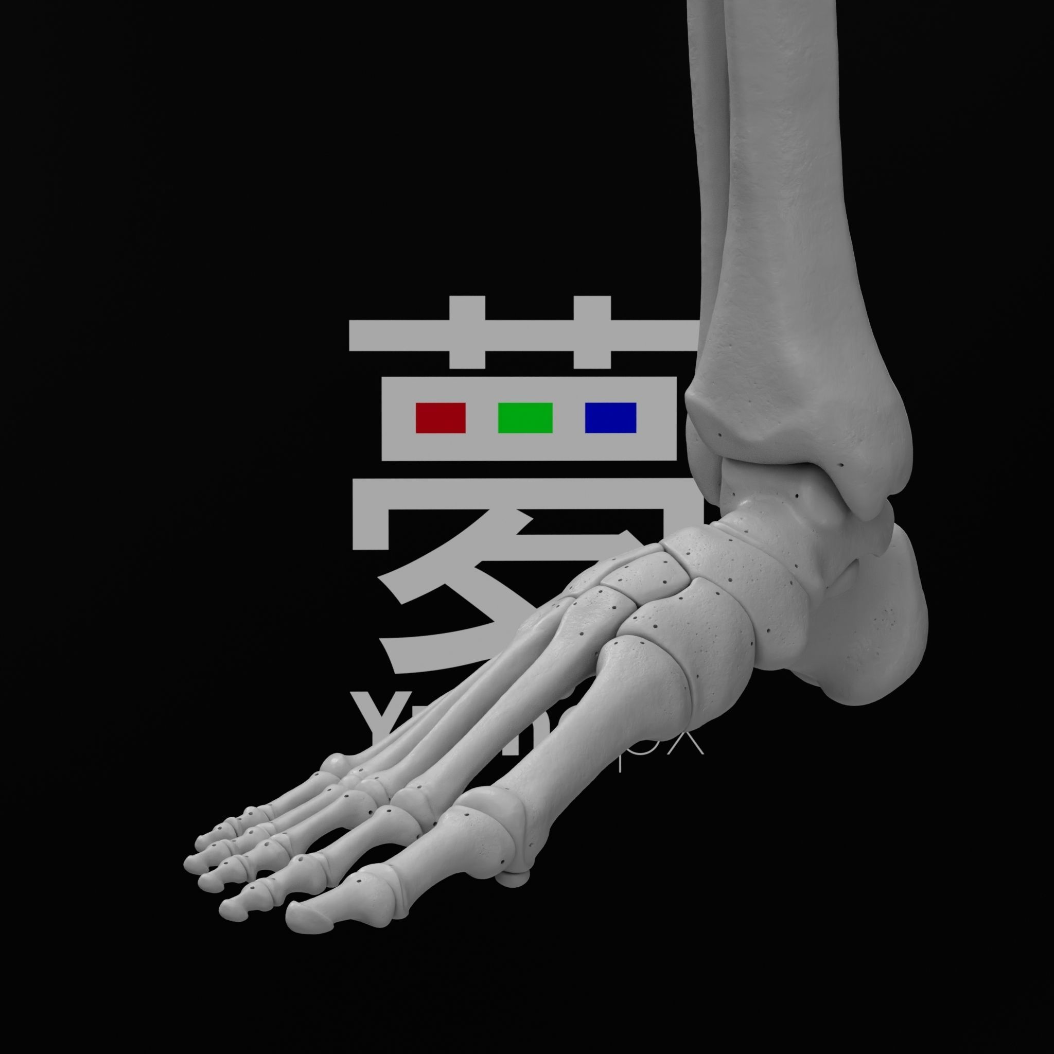 Human Rt Leg and Foot Bones 3D print model_64