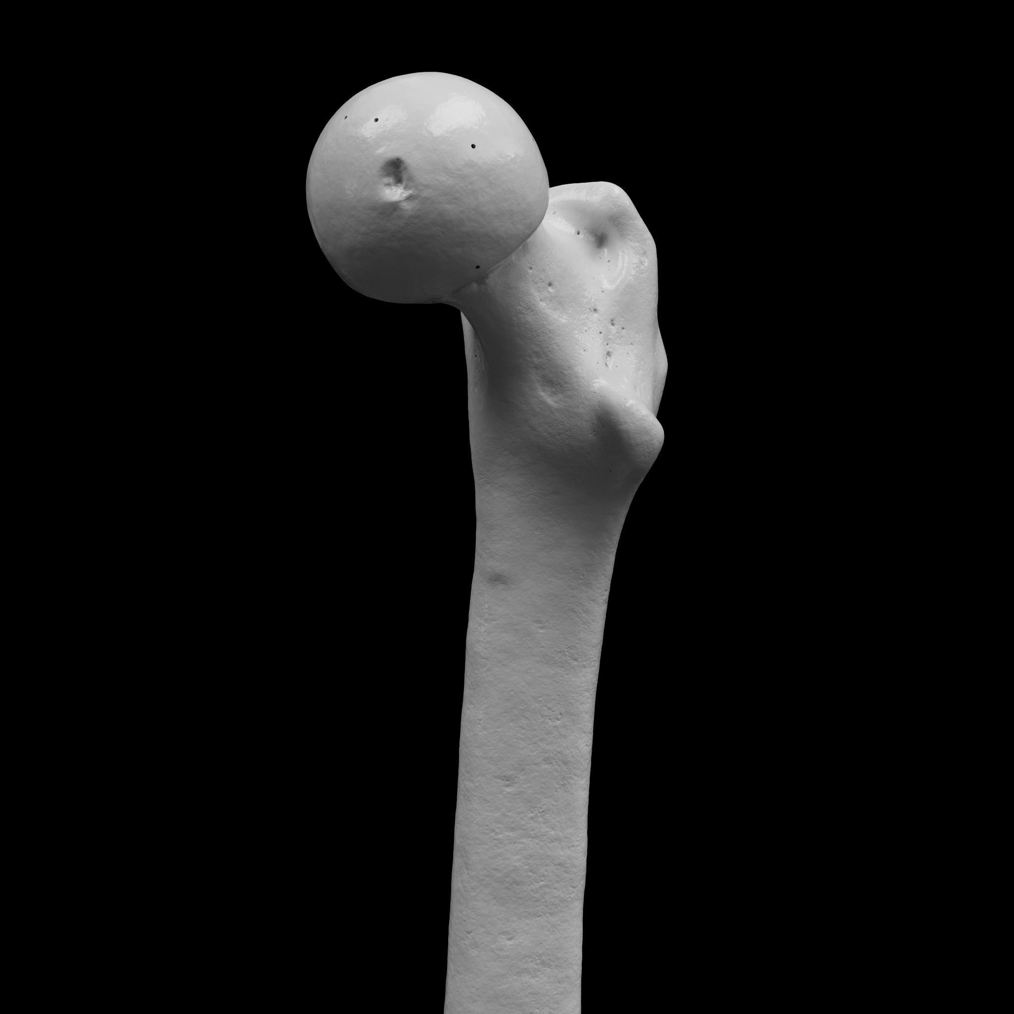 Human Rt Leg and Foot Bones 3D print model_14