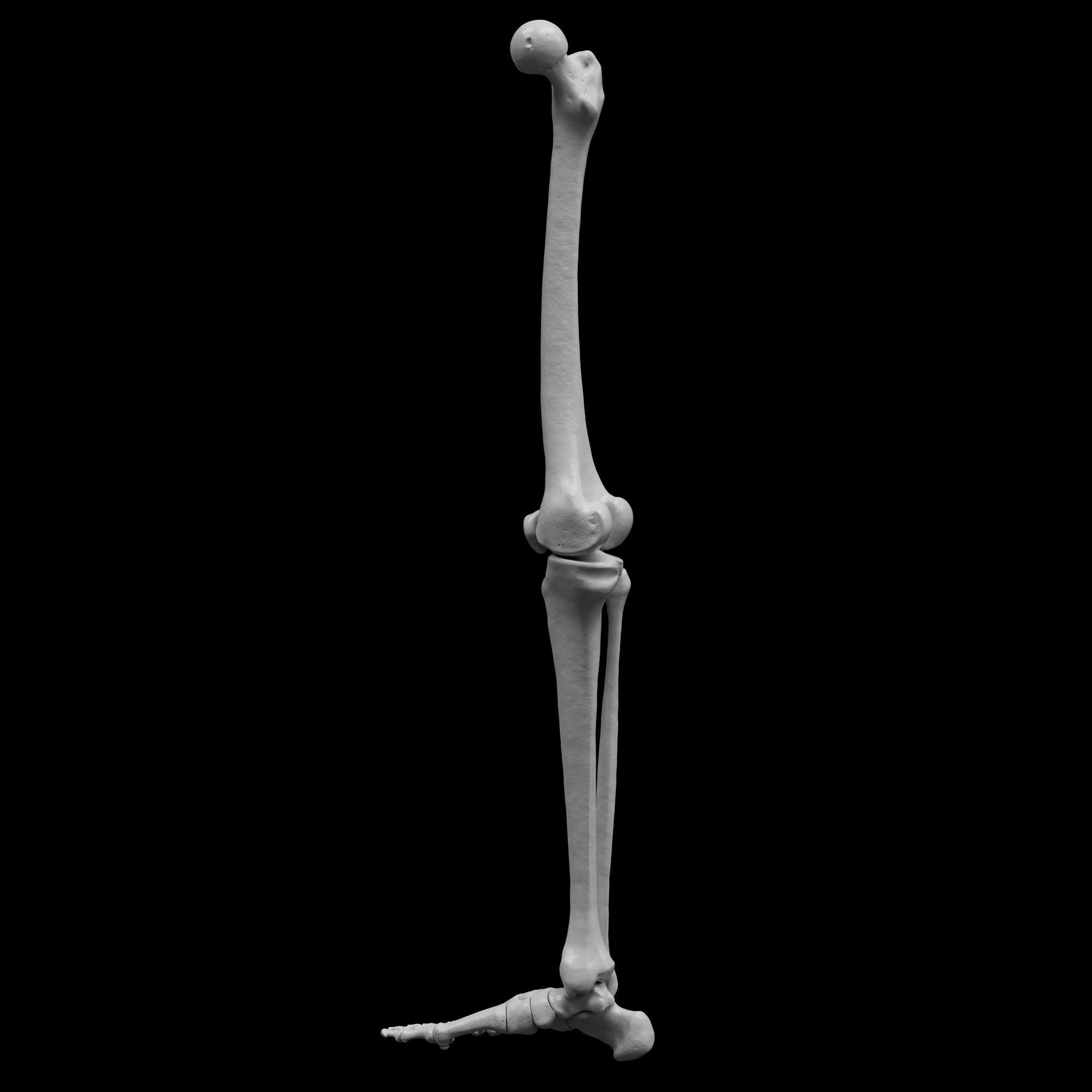 Human Rt Leg and Foot Bones 3D print model_8