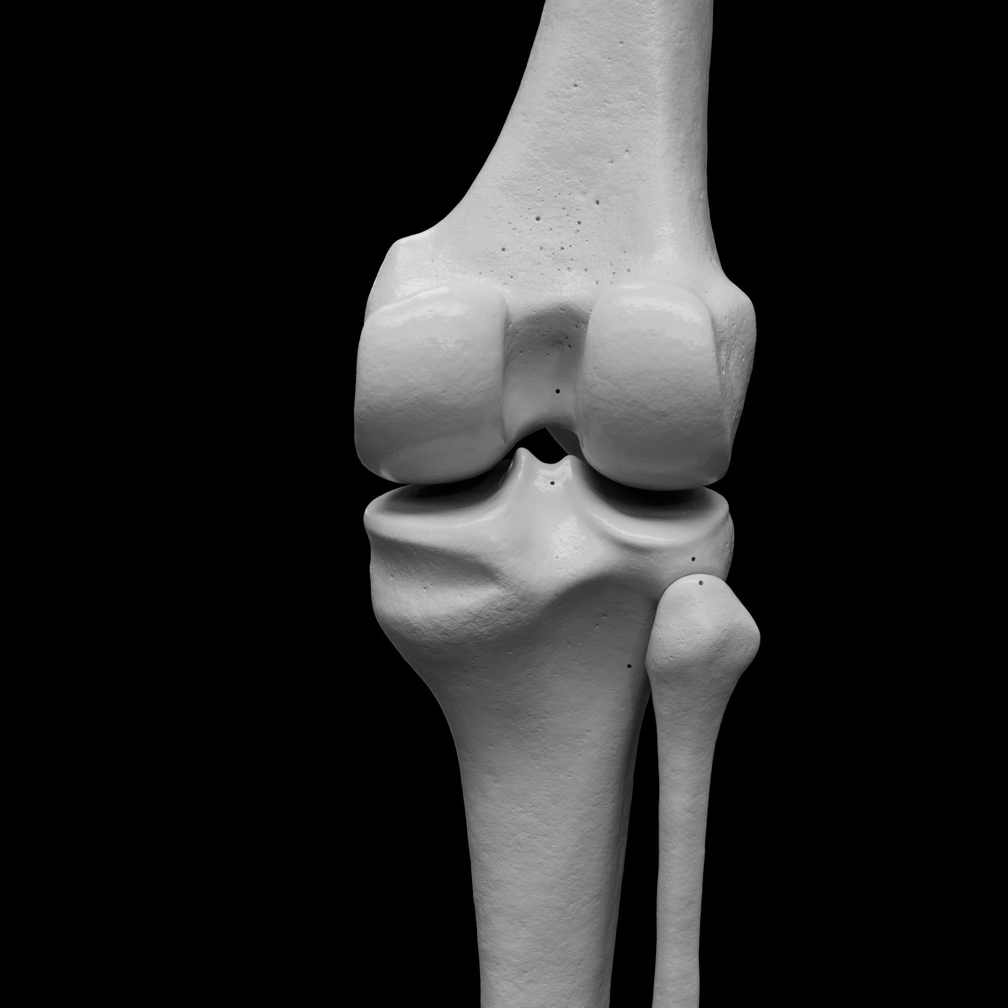 Human Rt Leg and Foot Bones 3D print model_19