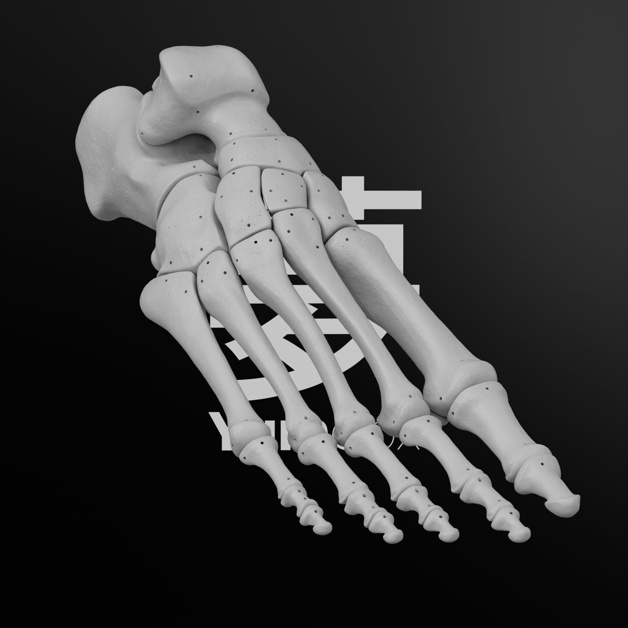 Human Rt Leg and Foot Bones 3D print model_45