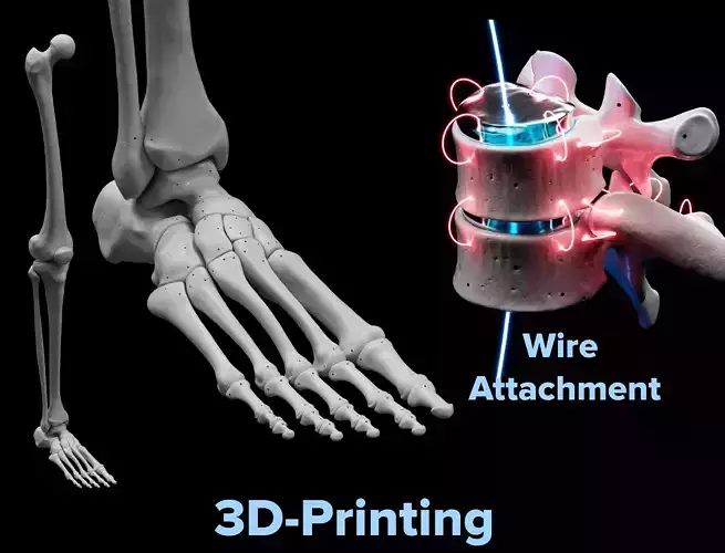 Human Rt Leg and Foot Bones 3D print model