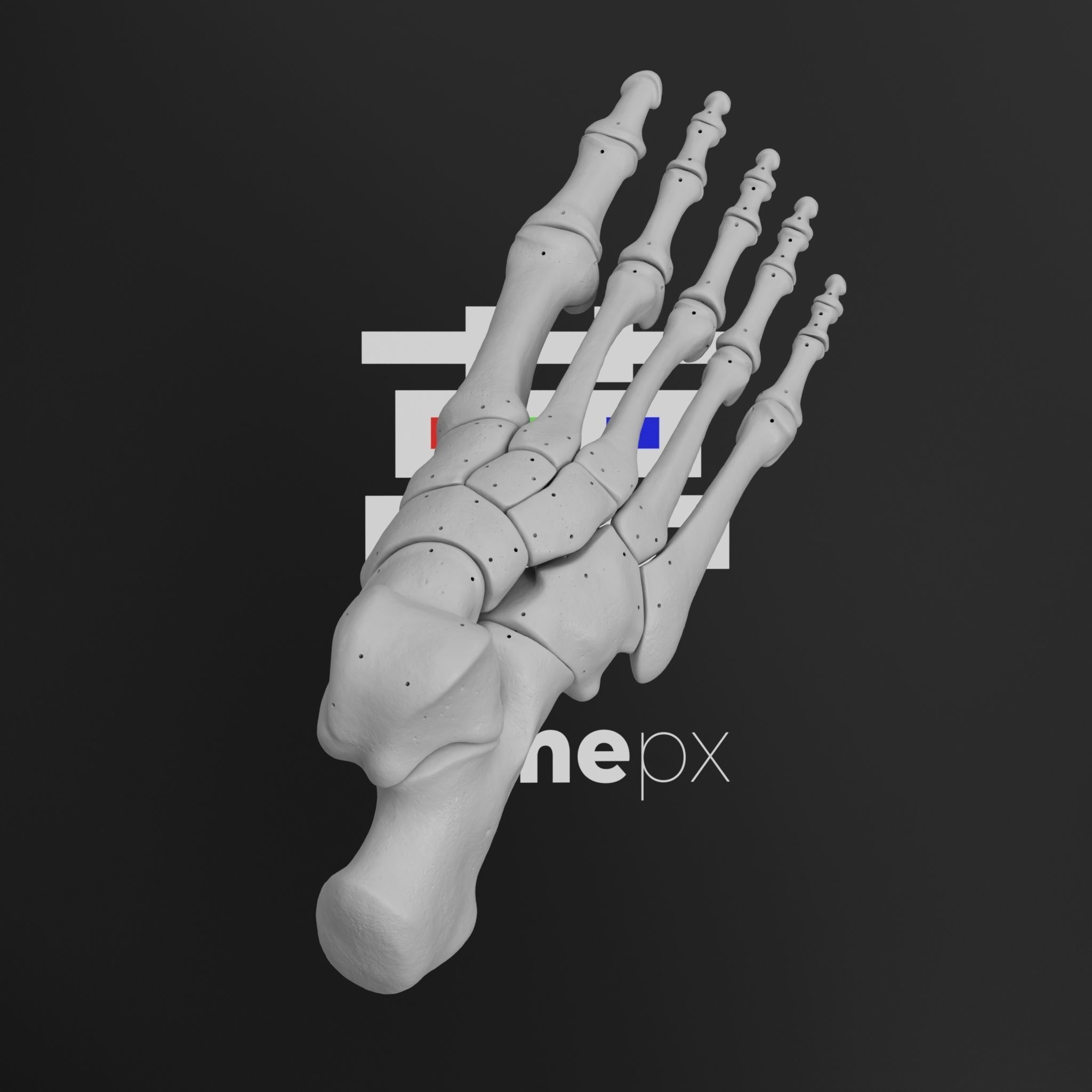 Human Rt Leg and Foot Bones 3D print model_47