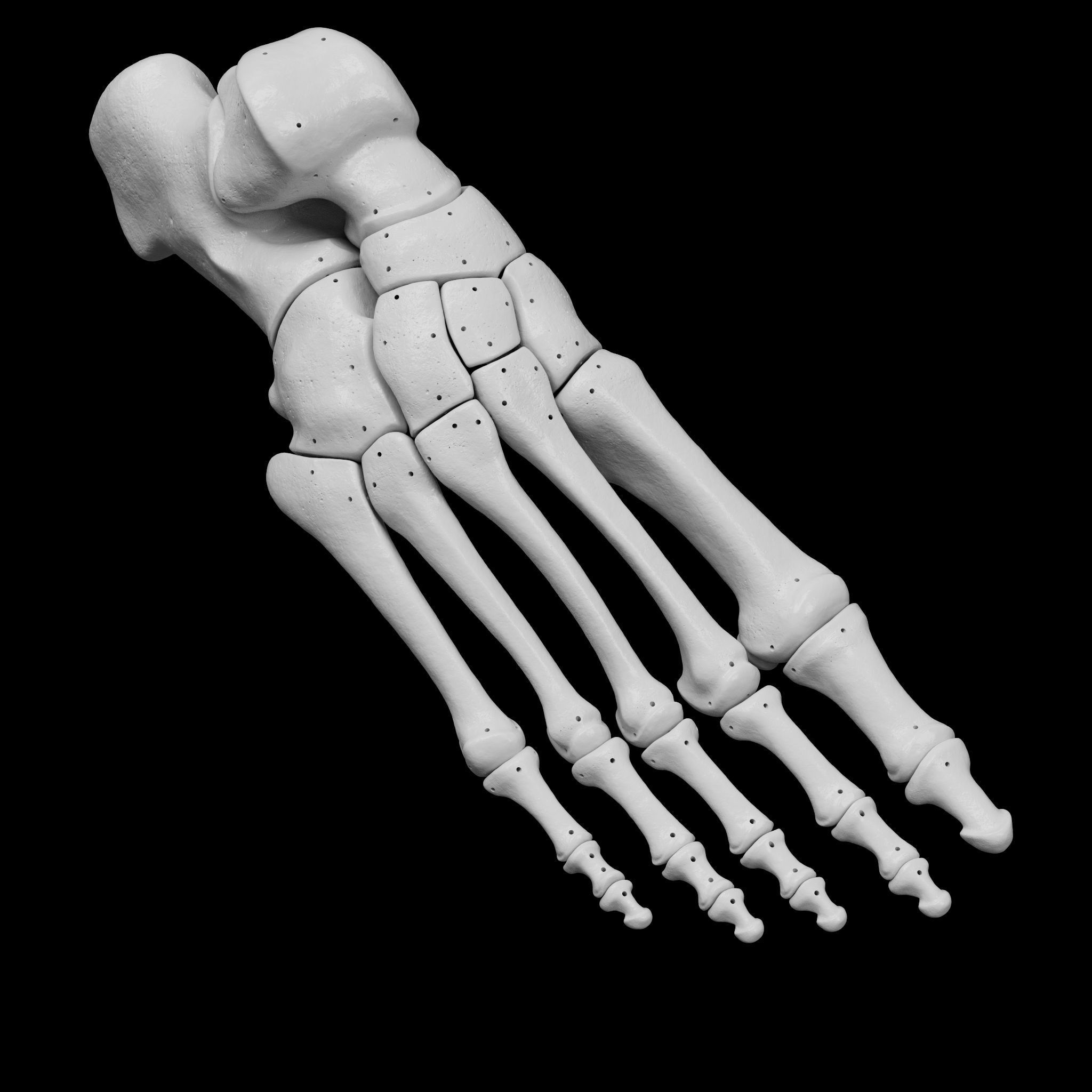 Human Rt Leg and Foot Bones 3D print model_40
